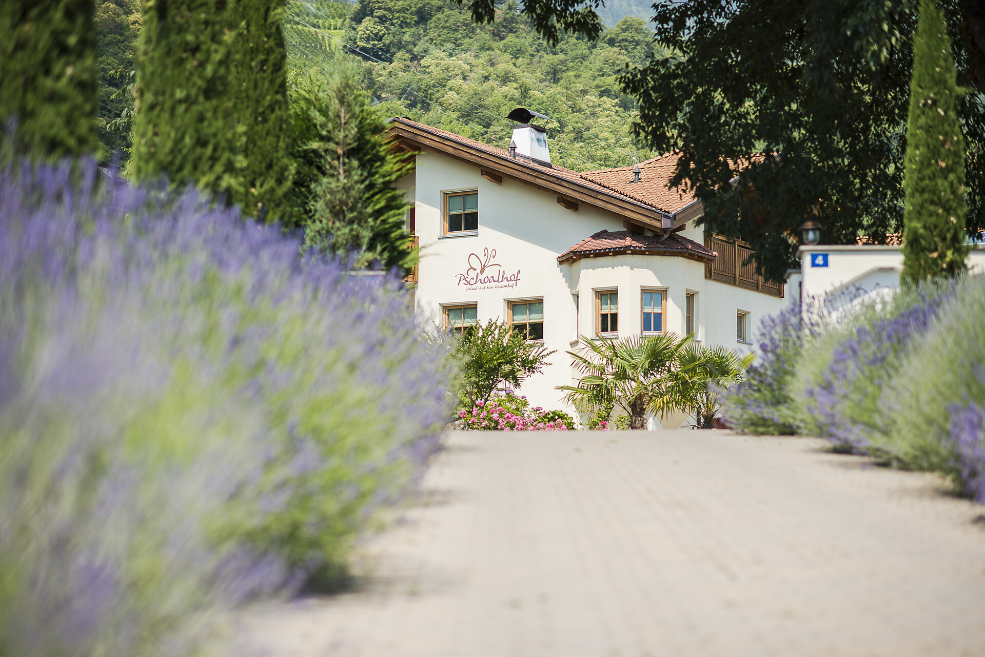 lavendula