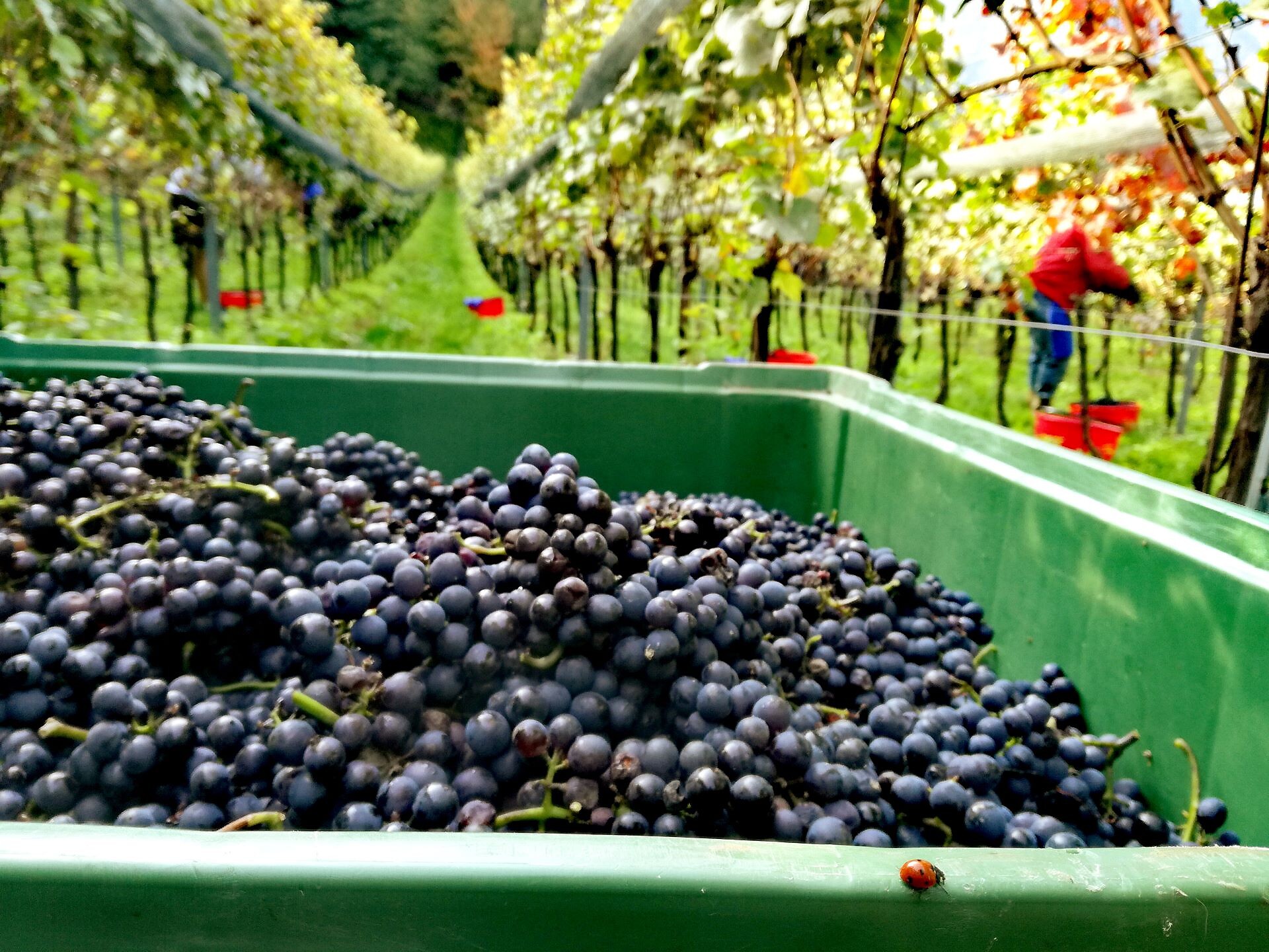 Private Accomodation Rienznerhof - Alto Adige Wine Road - #18 - suedtirol.info