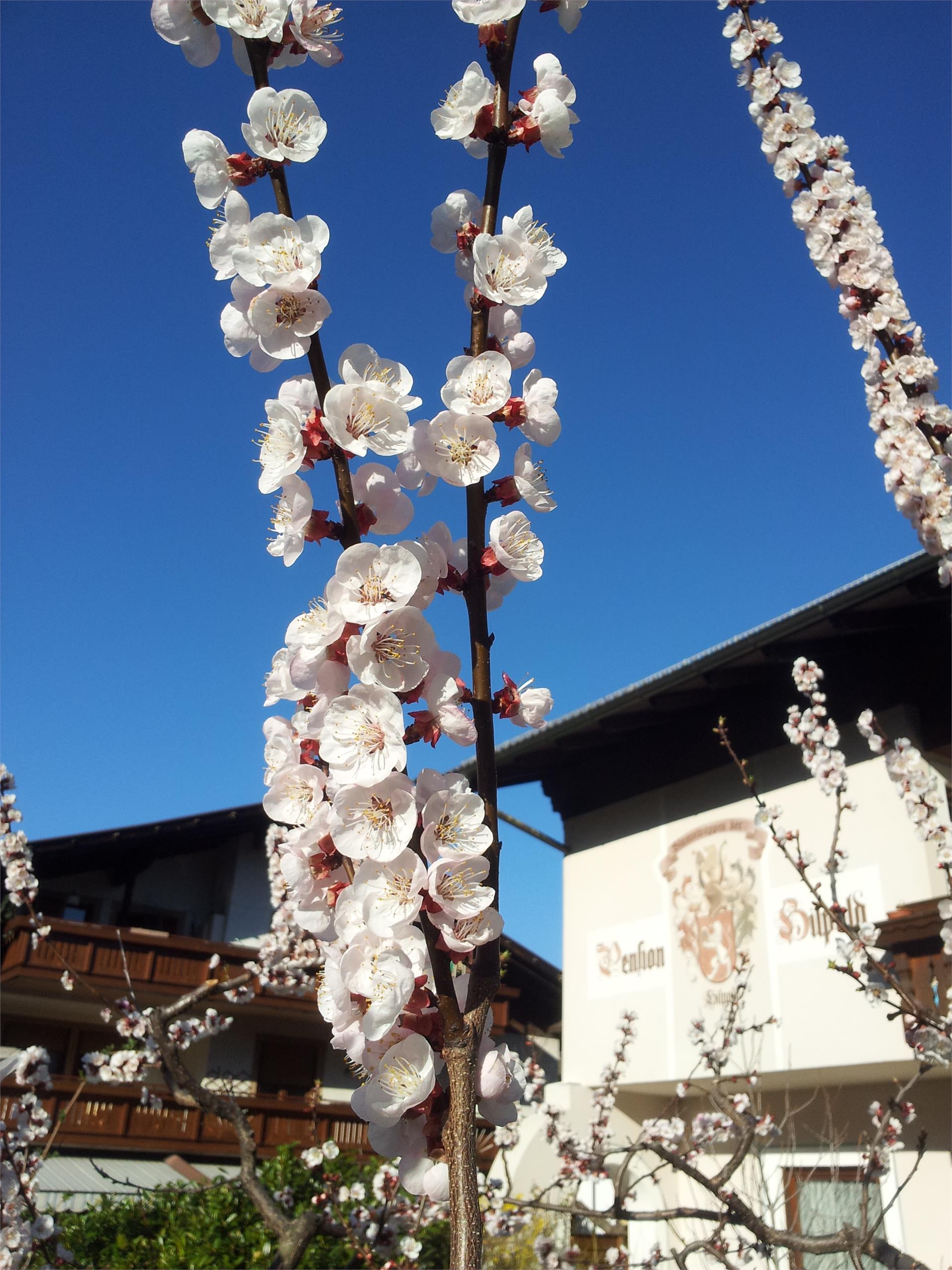 Pension Hilpold Lana 11 suedtirol.info