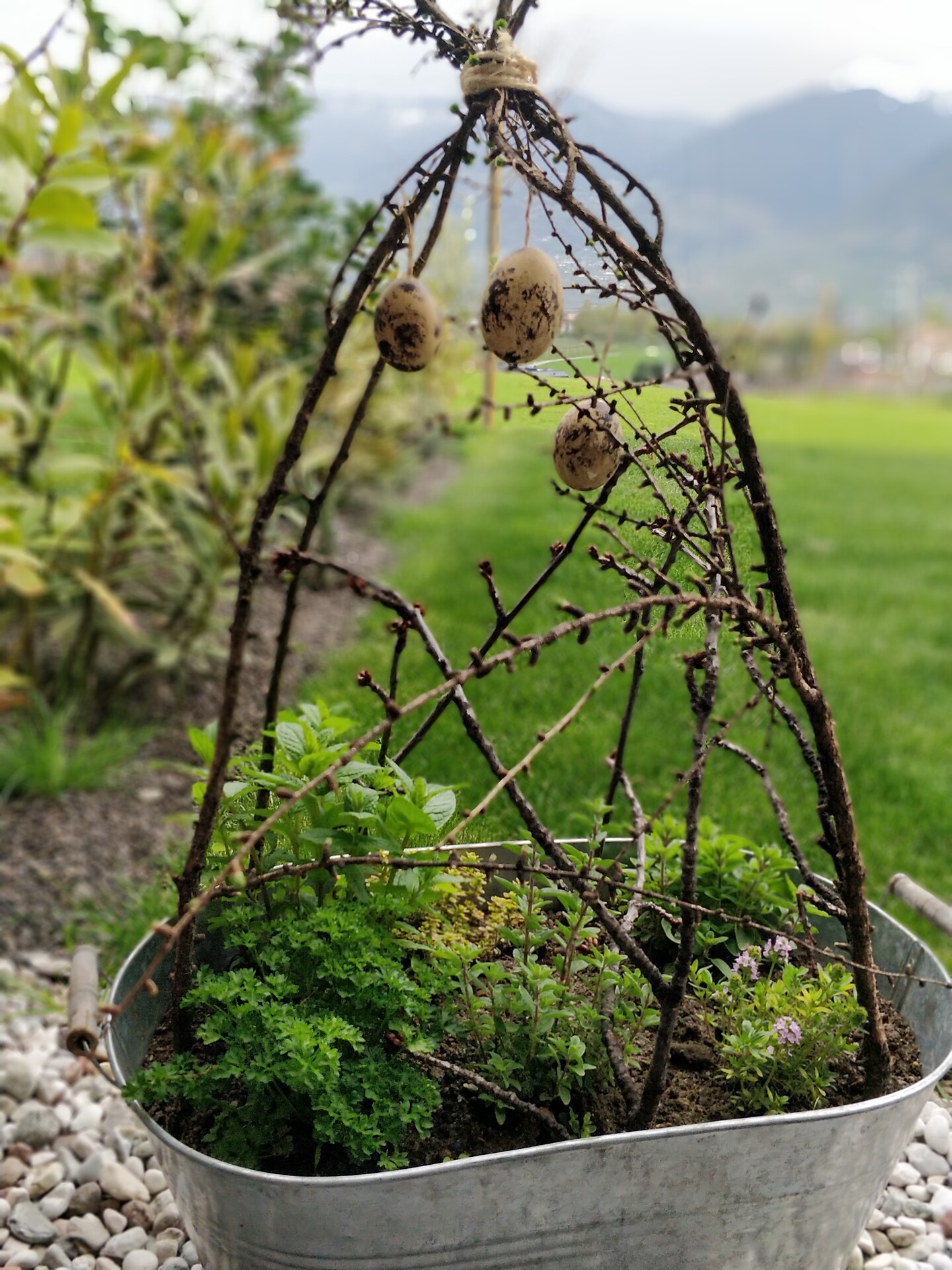 herbes