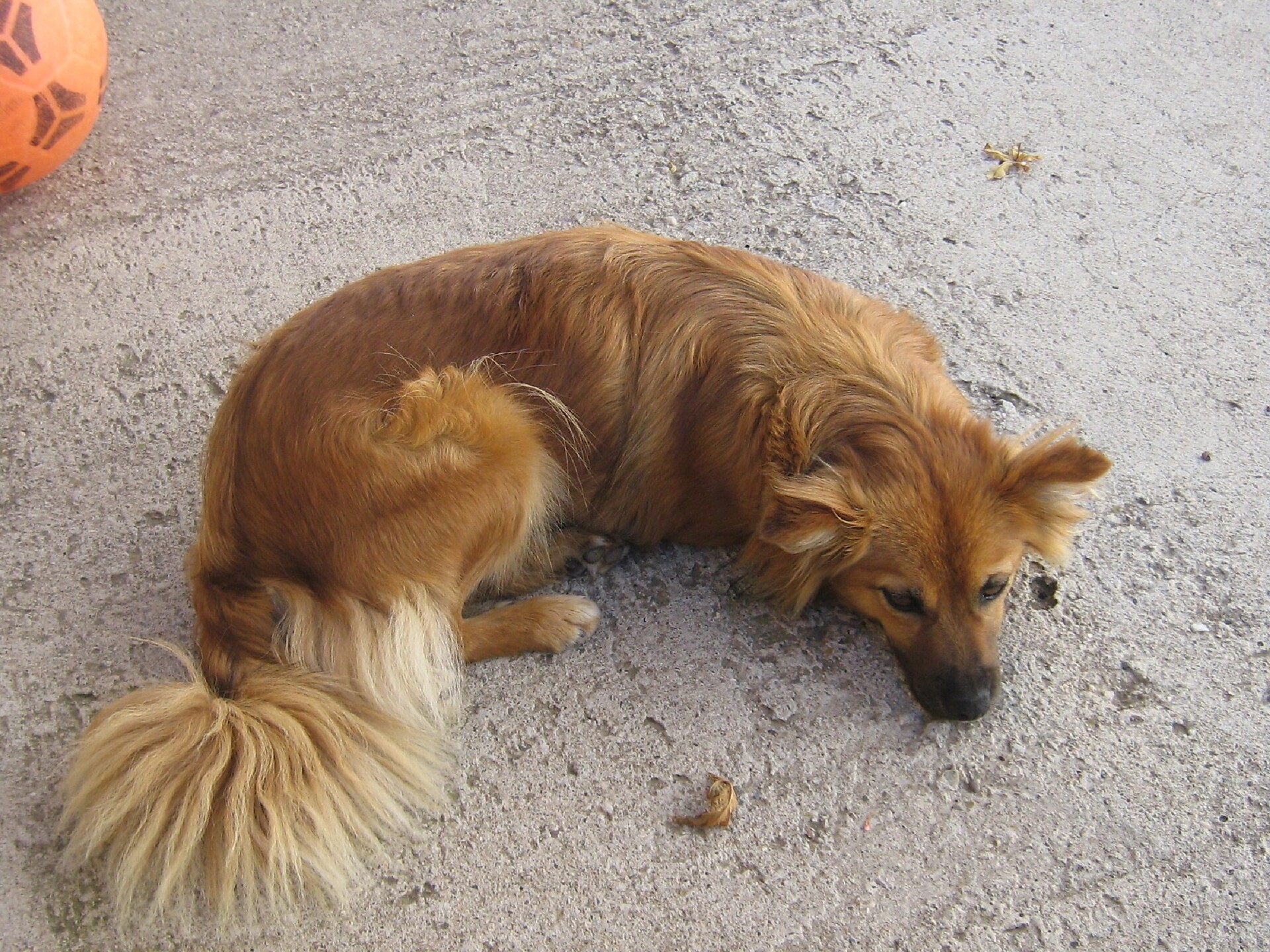 dog