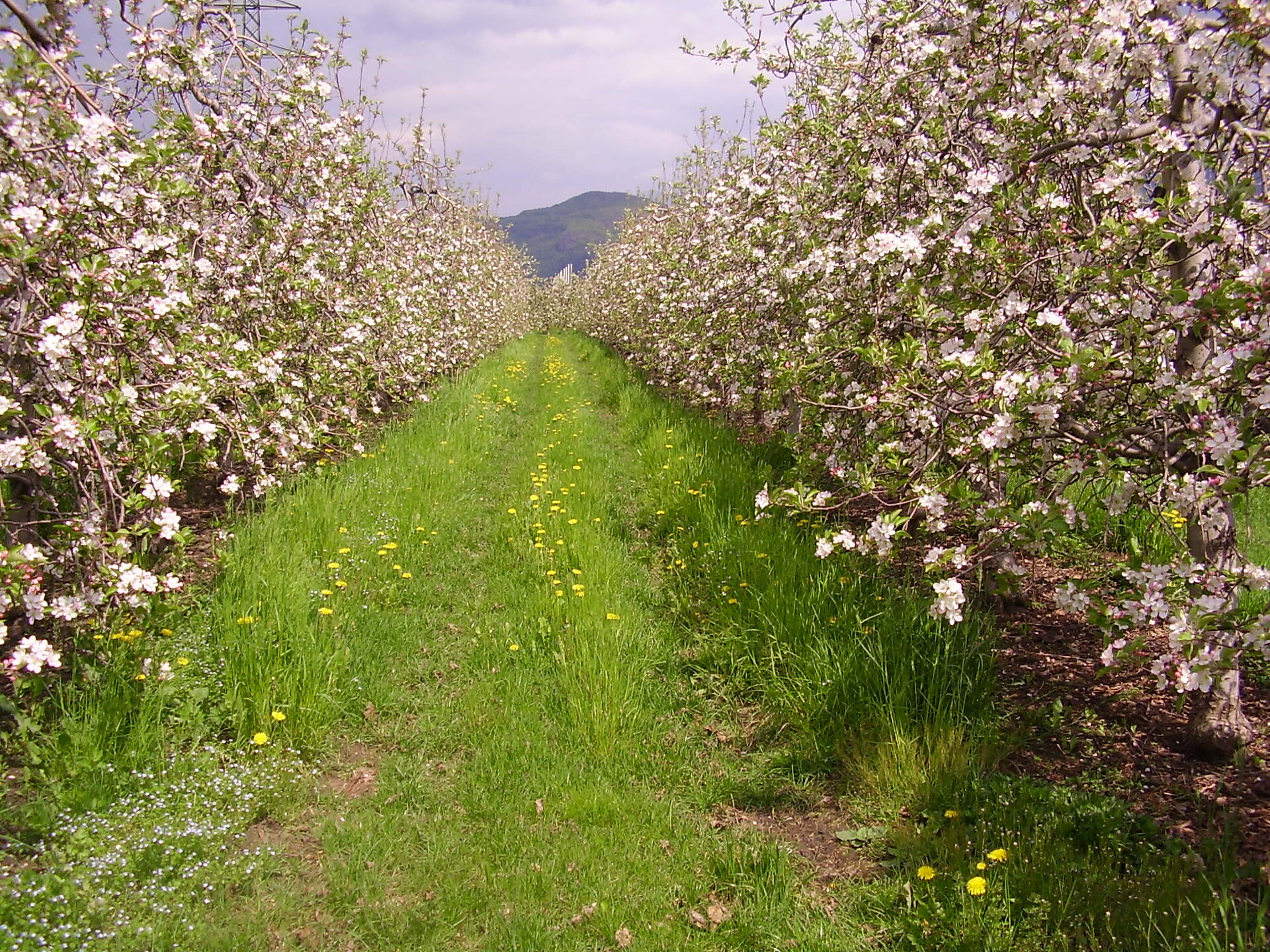 Apfelblüte