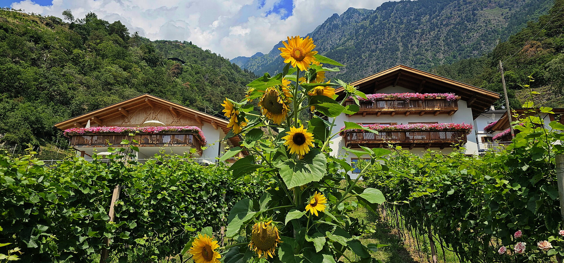 Pension Blumenthalerhof Algund/Lagundo 14 suedtirol.info