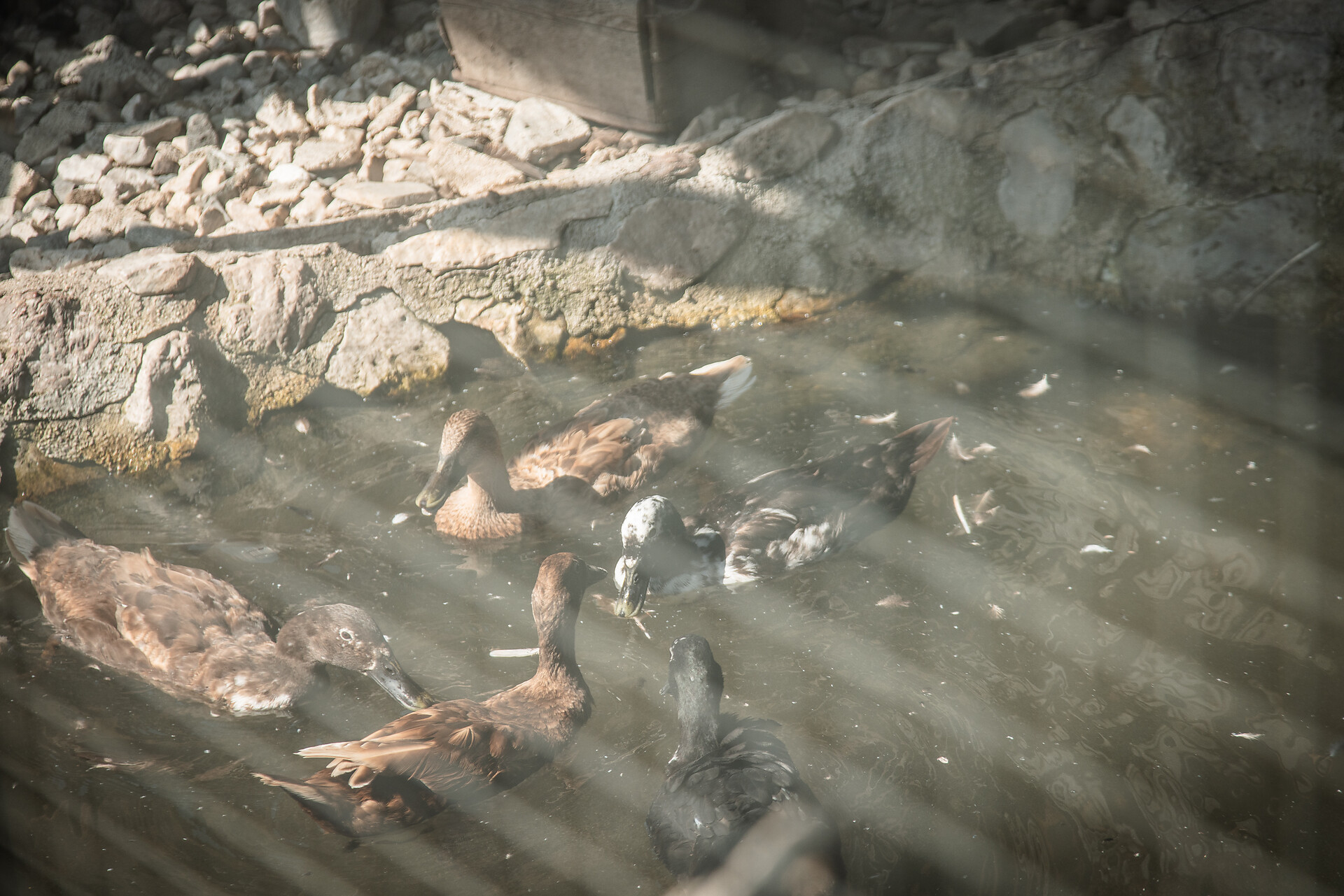 Enten