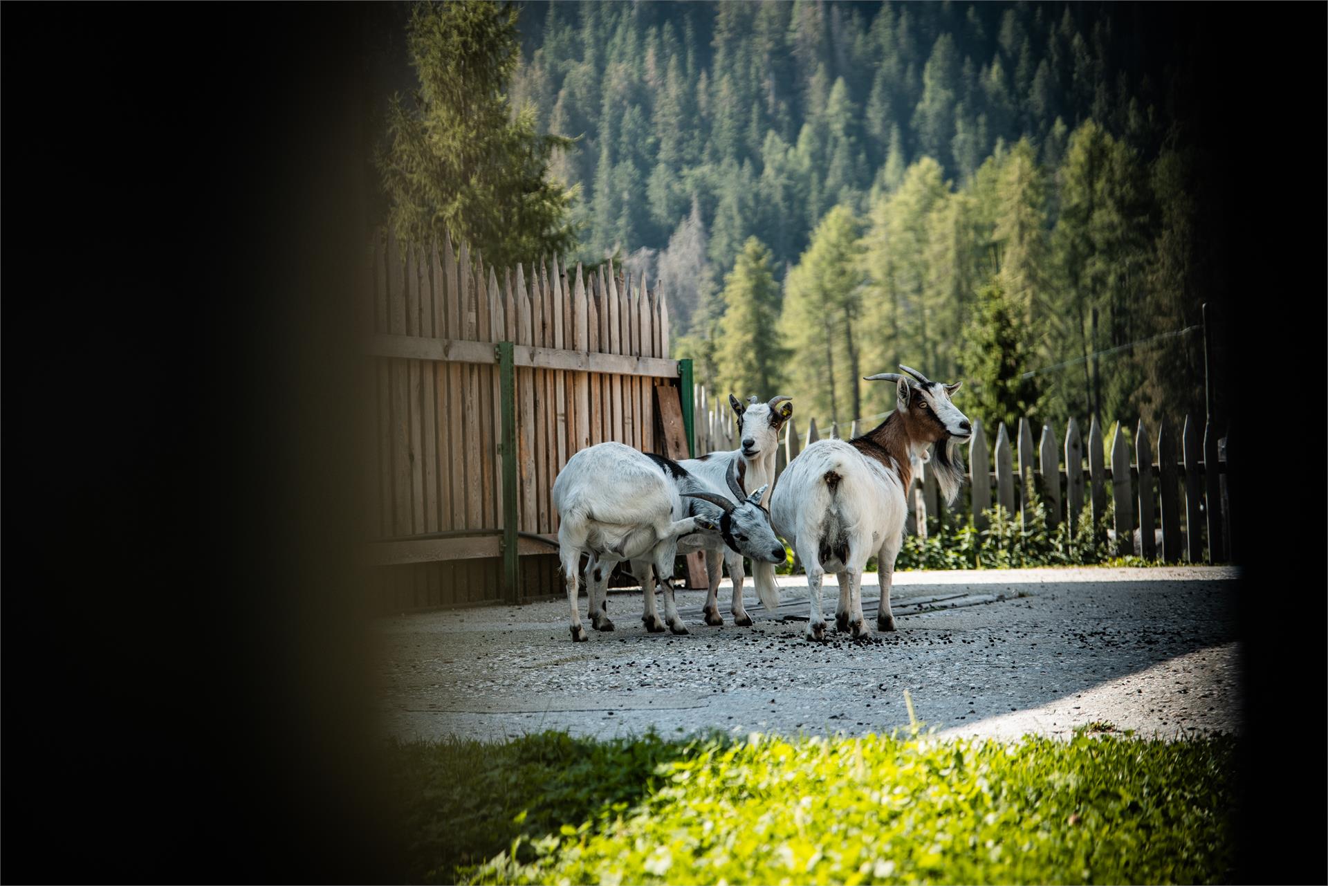 Pension Odles San Martin 4 suedtirol.info