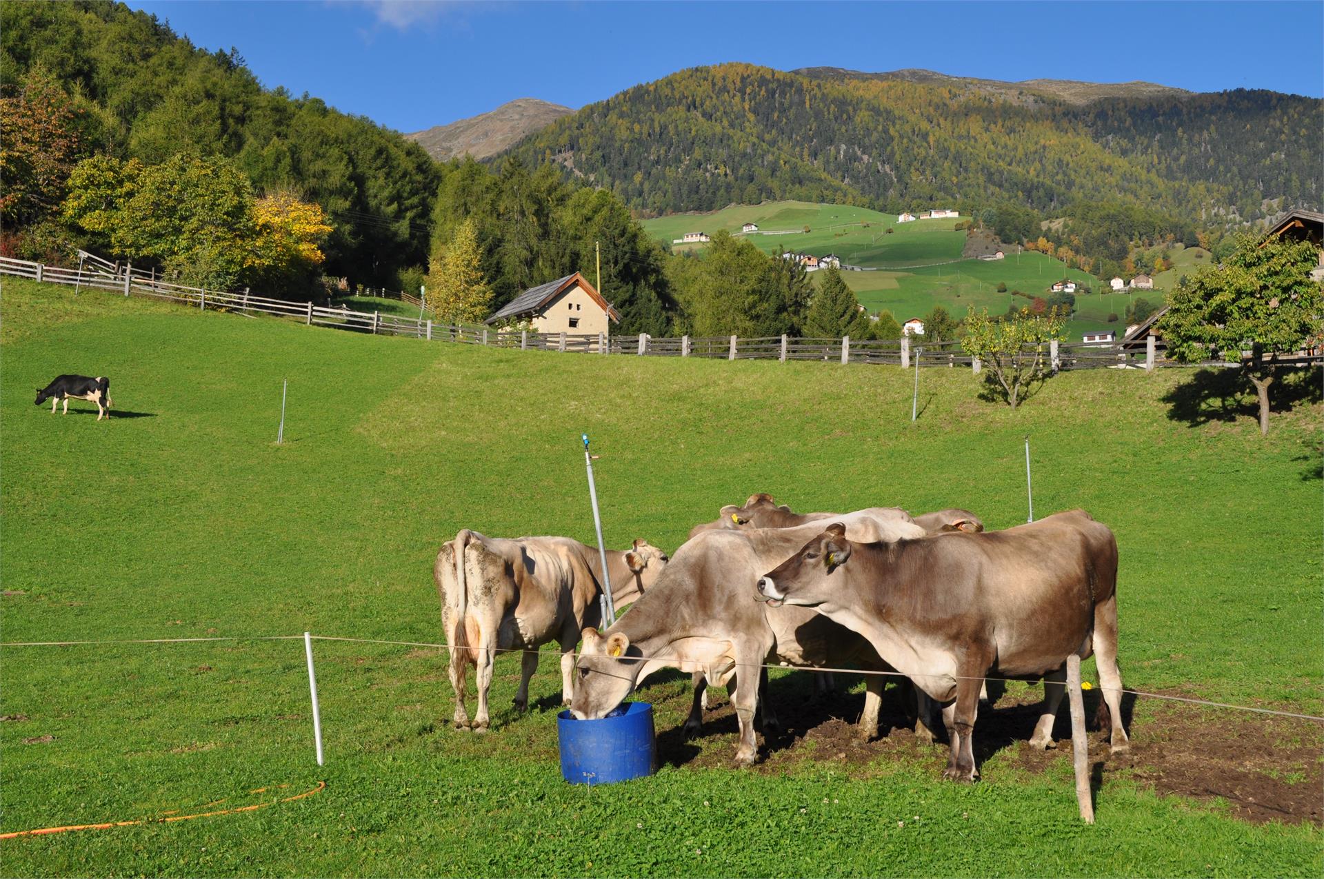 Pinethof Wieser Prato allo Stelvio 30 suedtirol.info