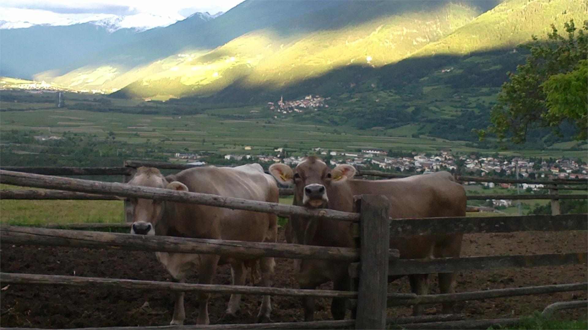 Pinethof Wieser Prato allo Stelvio 23 suedtirol.info