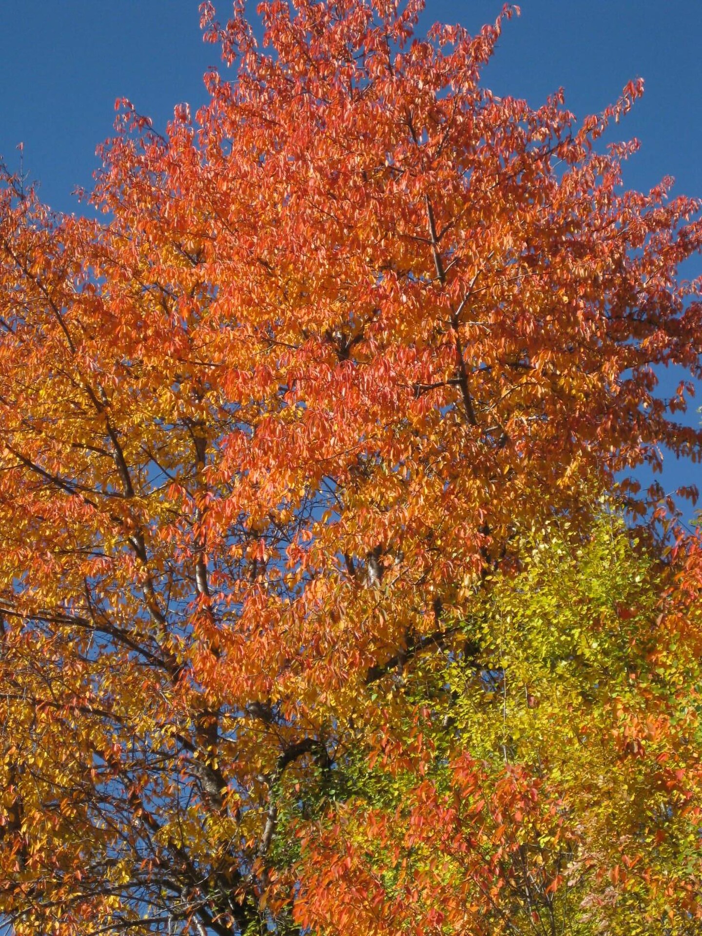 Autumn