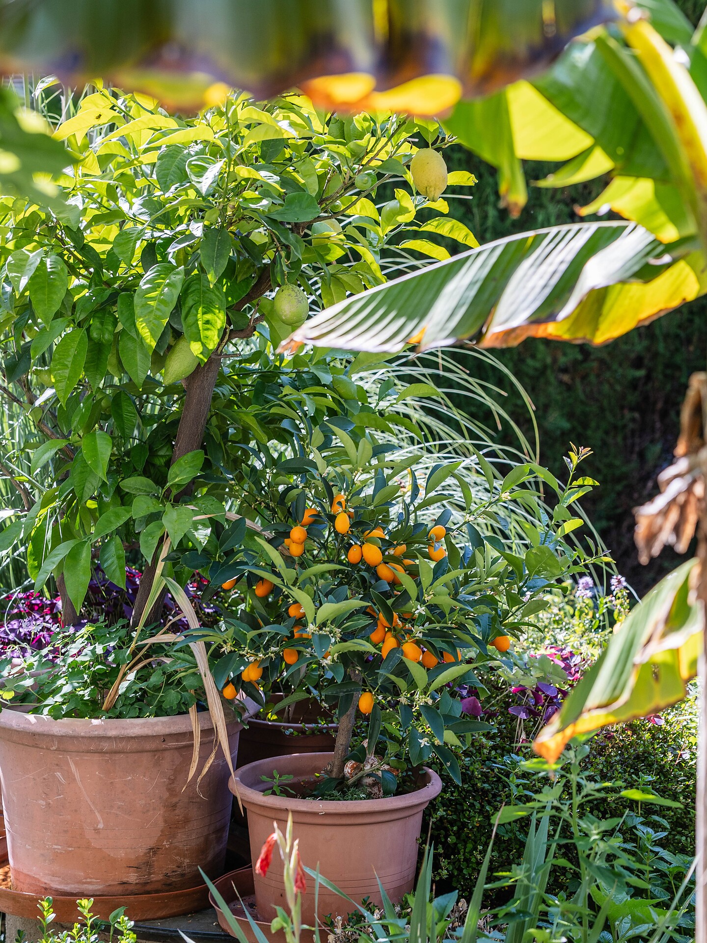Im Garten des Chalet Andy blühts...