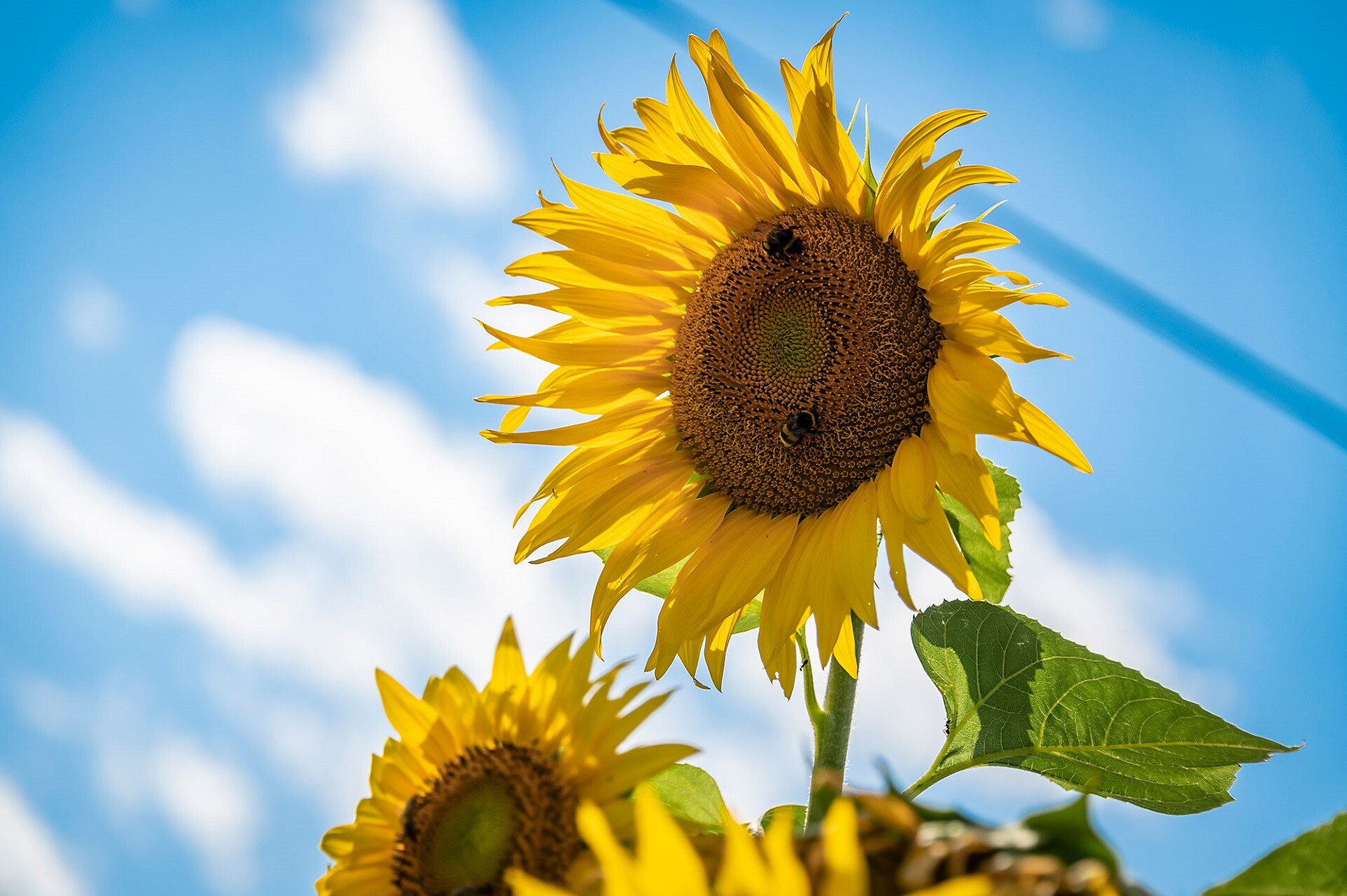 Sonnenblume