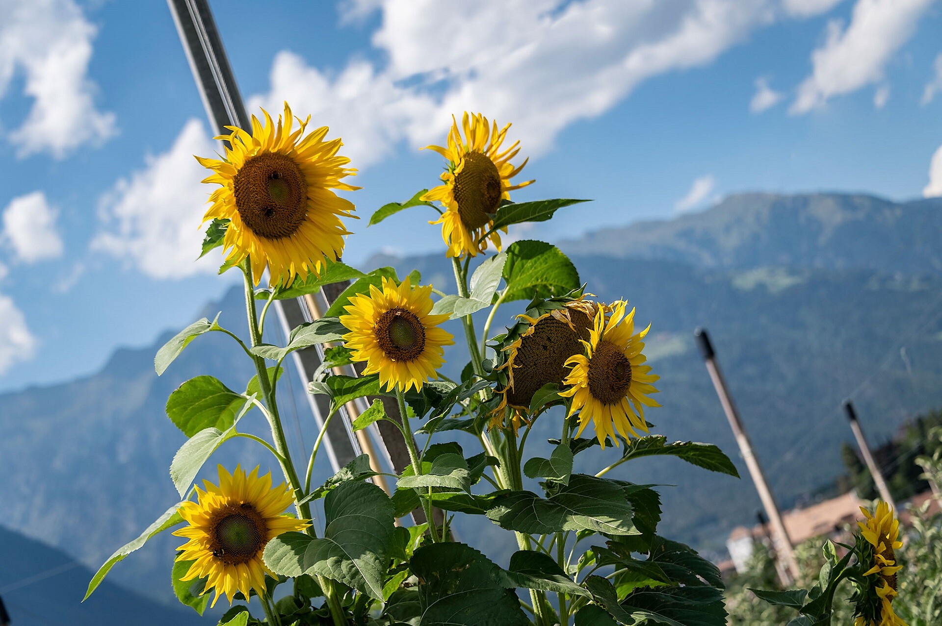 Sonnenblume