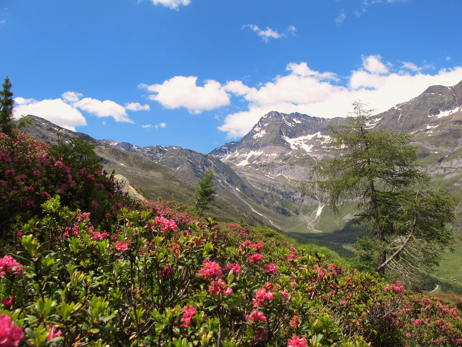 Alpenrosenblüte im Juni/Juli