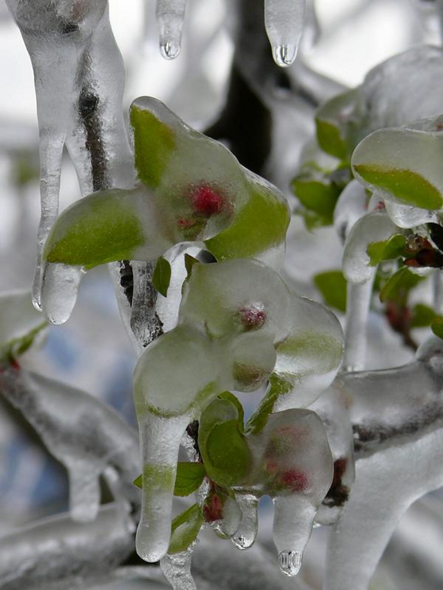 Apfelblühte im Frühling