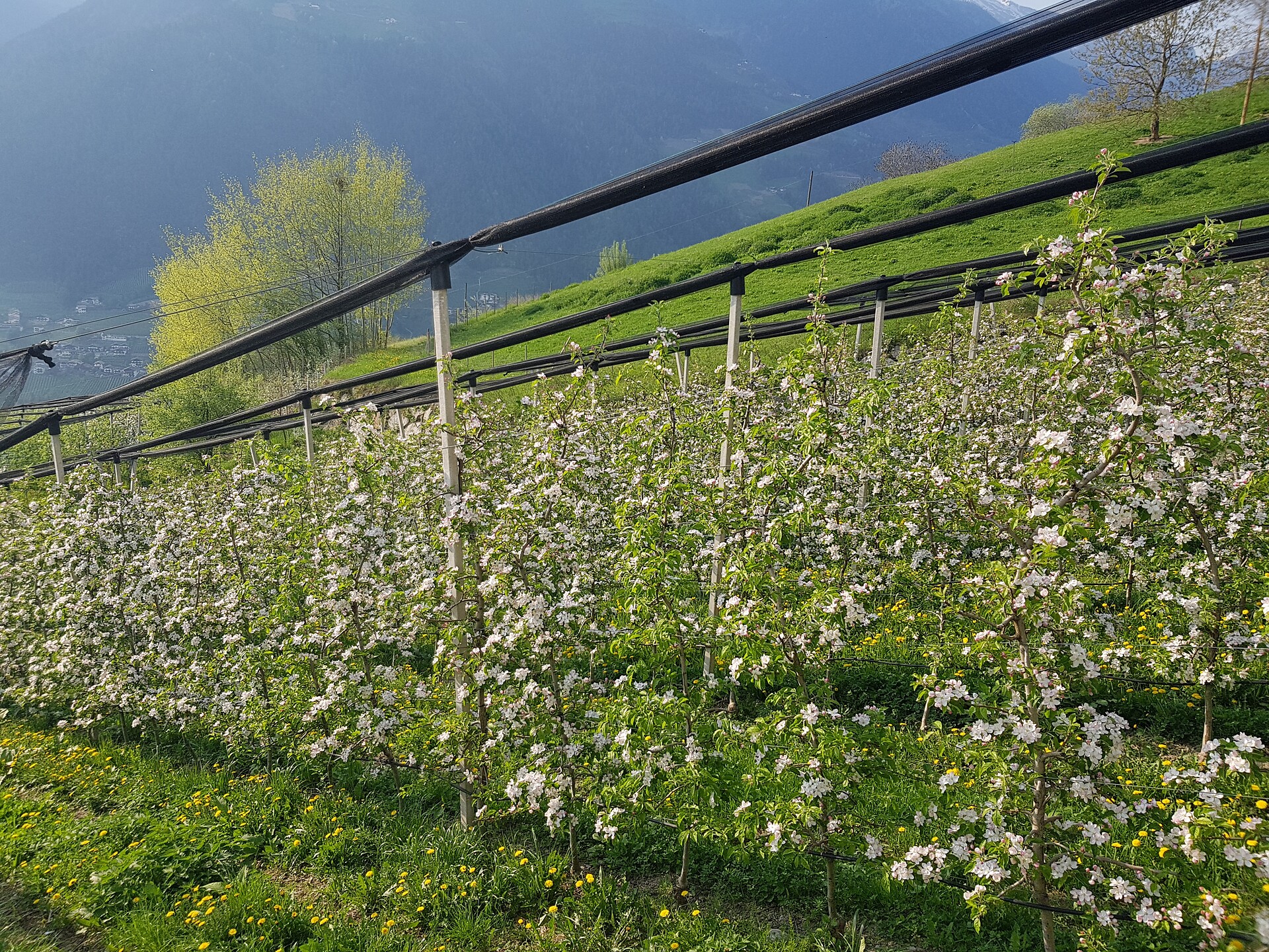 Blooming apple orchards