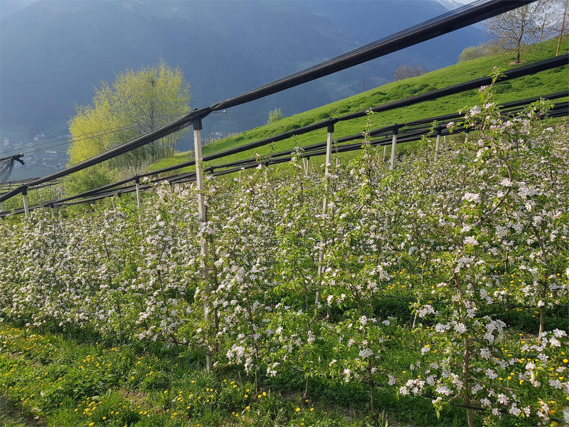 Prünsterhof Schenna/Scena 22 suedtirol.info
