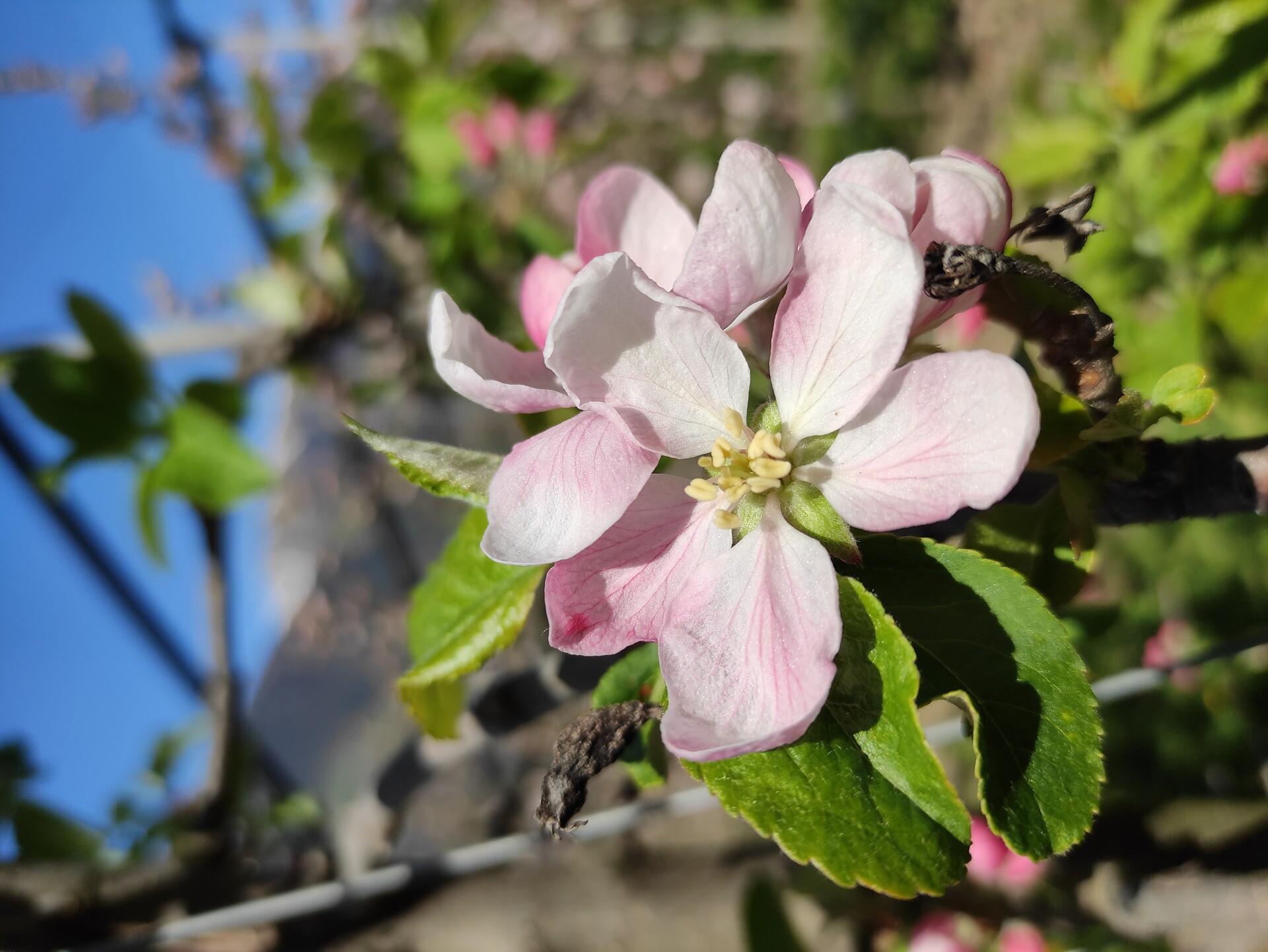 Frühling am Prünsterhof Schenna bei Meran