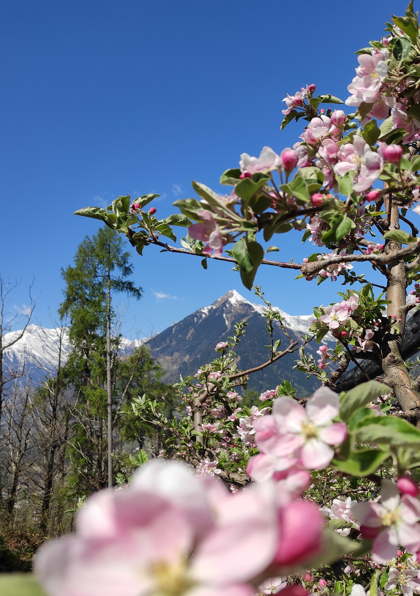 Apfelblüte im April am Prünsterhof Schenna bei Meran
