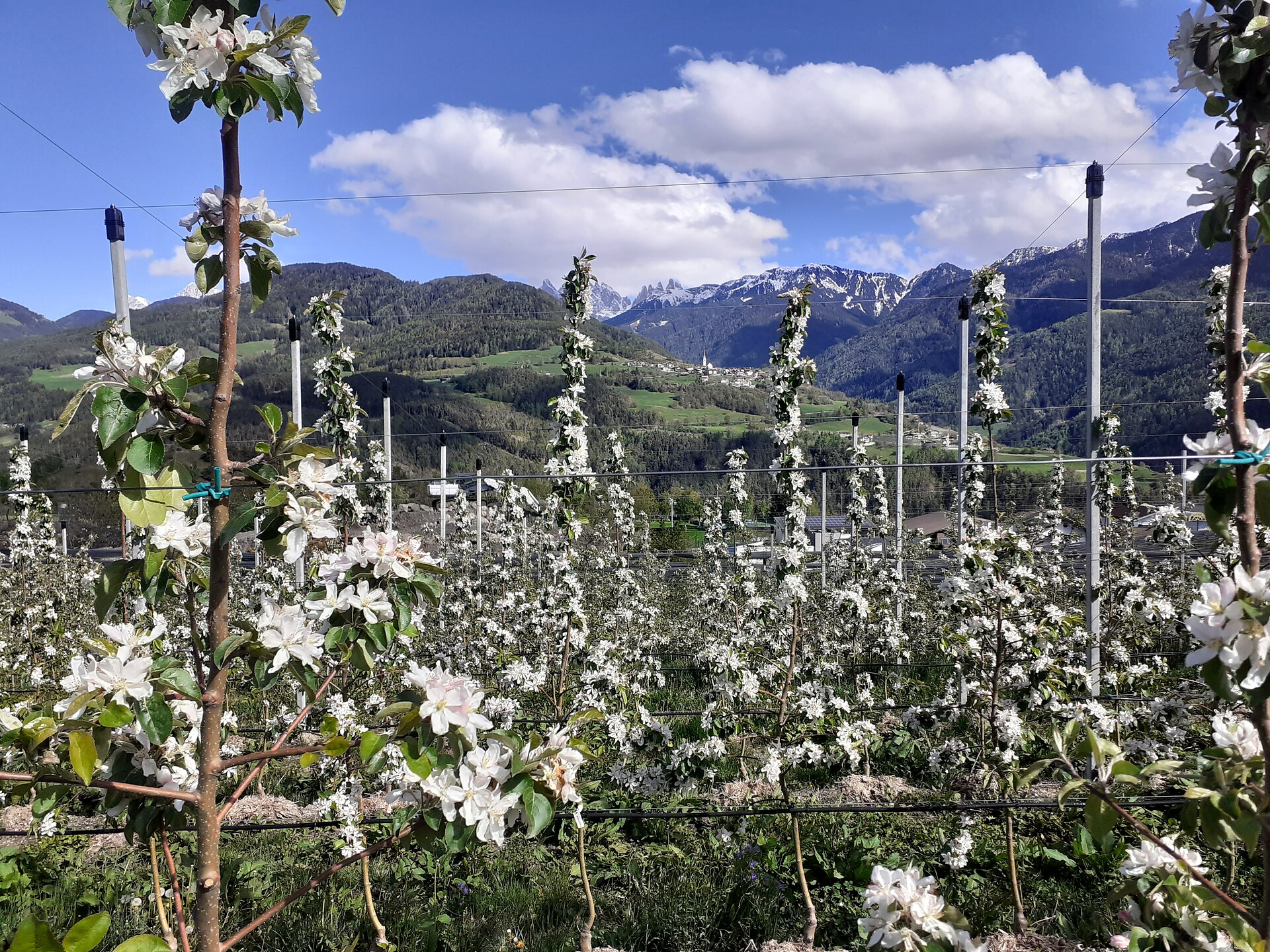 Apfelblüte