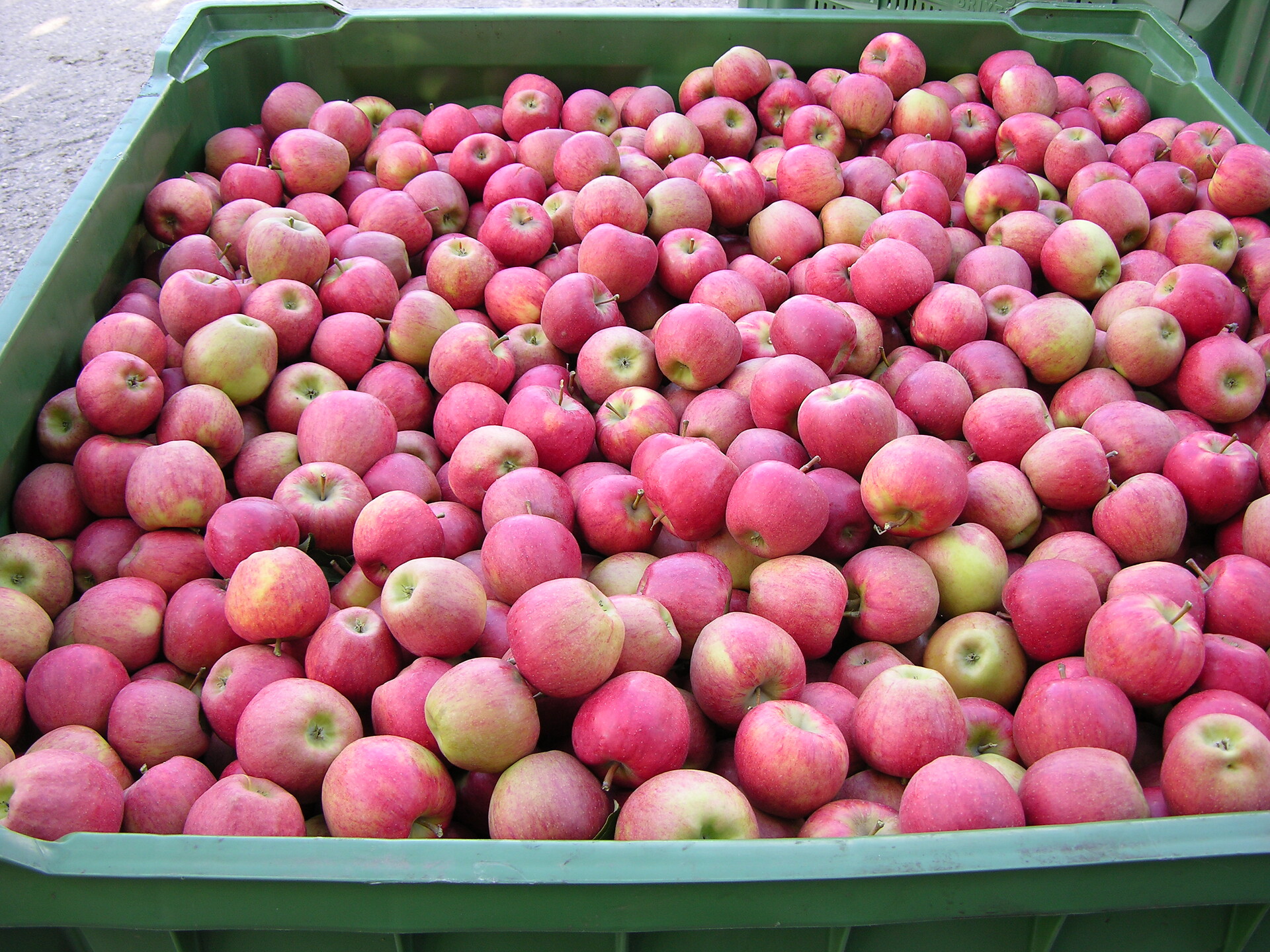 Äpfel