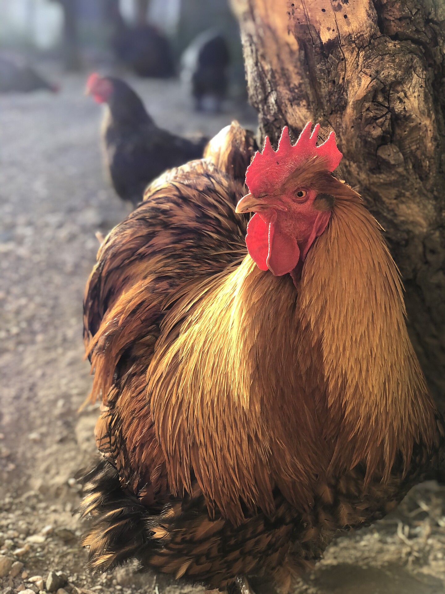 il ns gallo