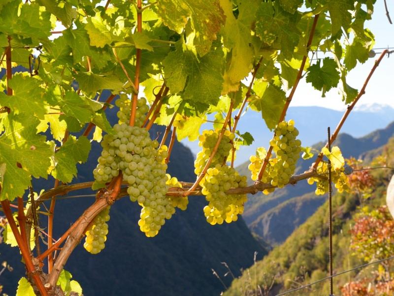 Prackfolerhof Völs am Schlern 10 suedtirol.info