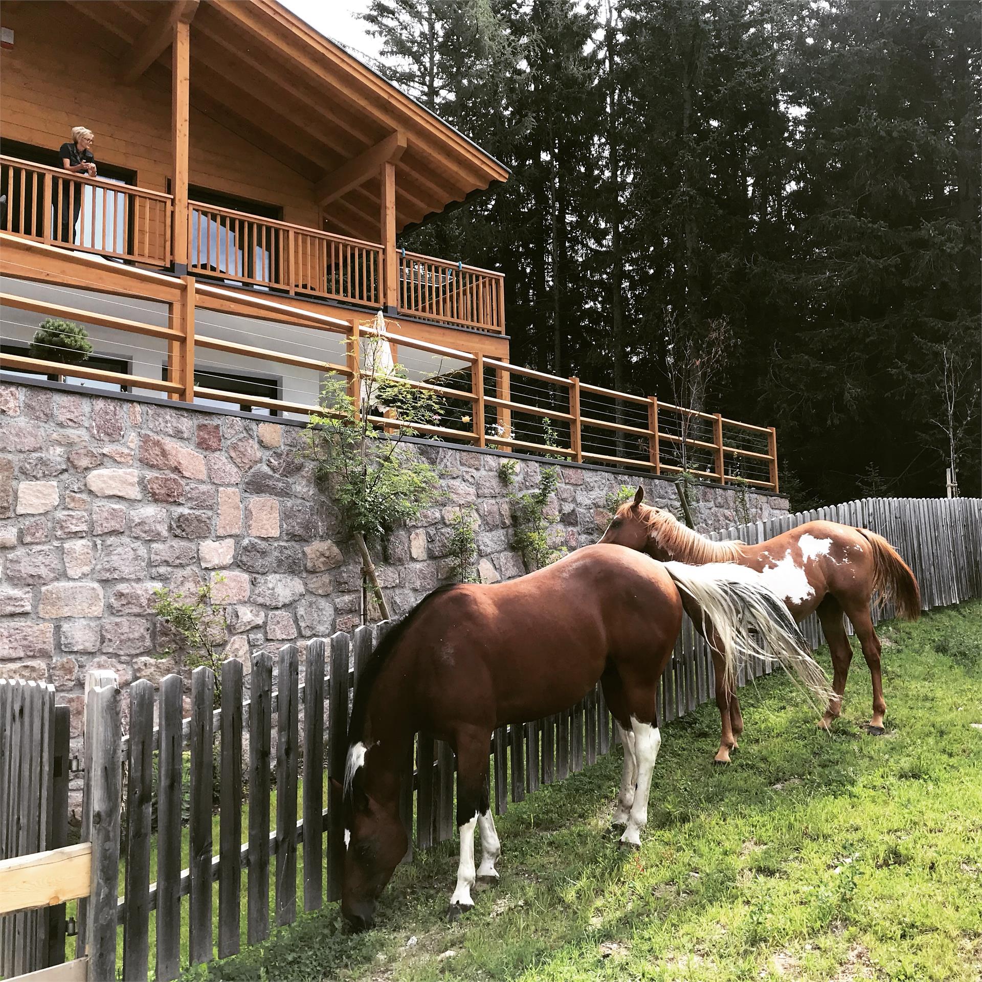 Piz Aich Natur Chalet Avelengo 12 suedtirol.info