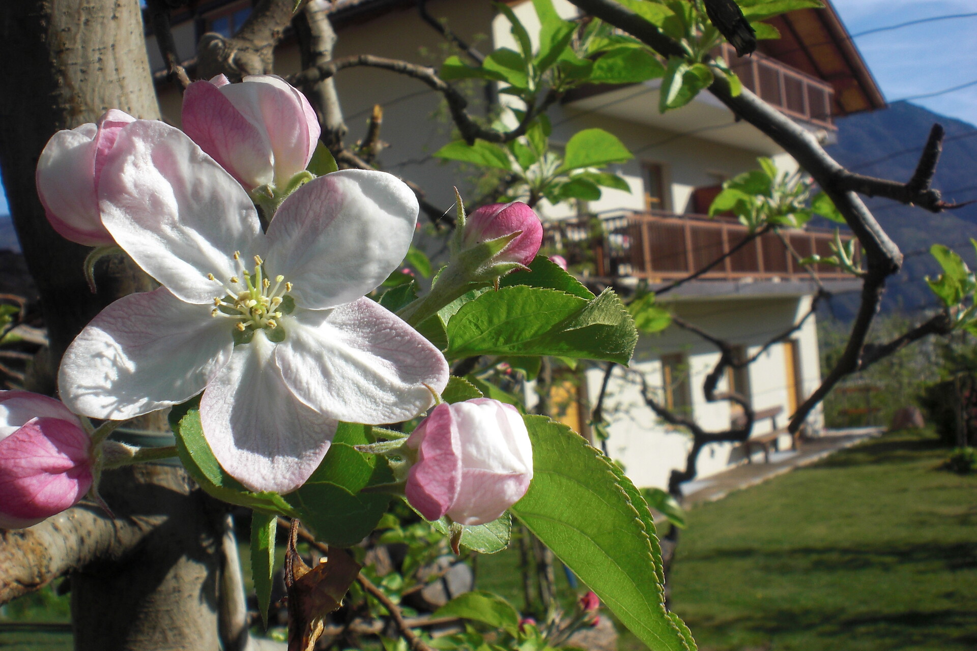 Die Blüte
