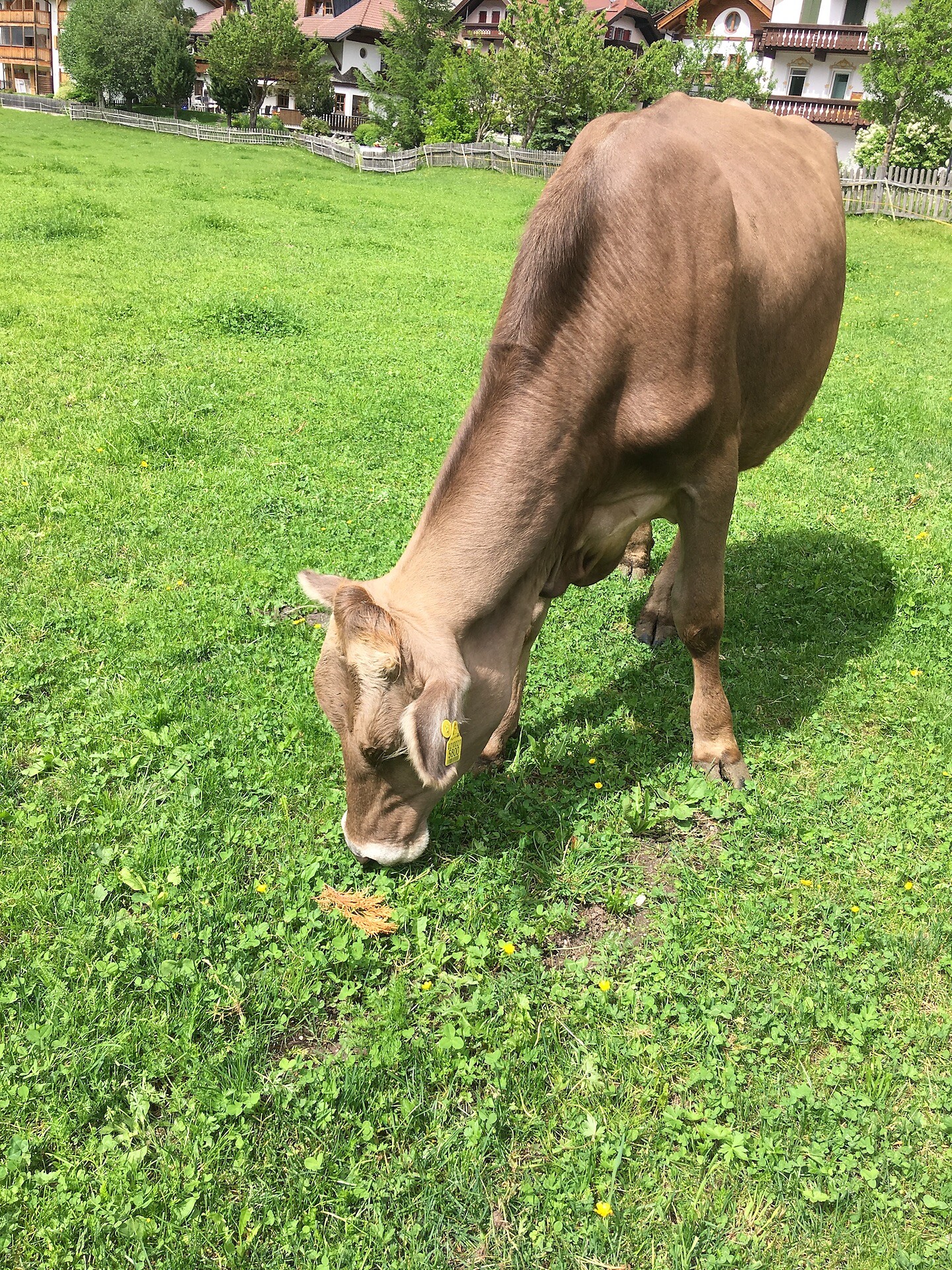 cow
