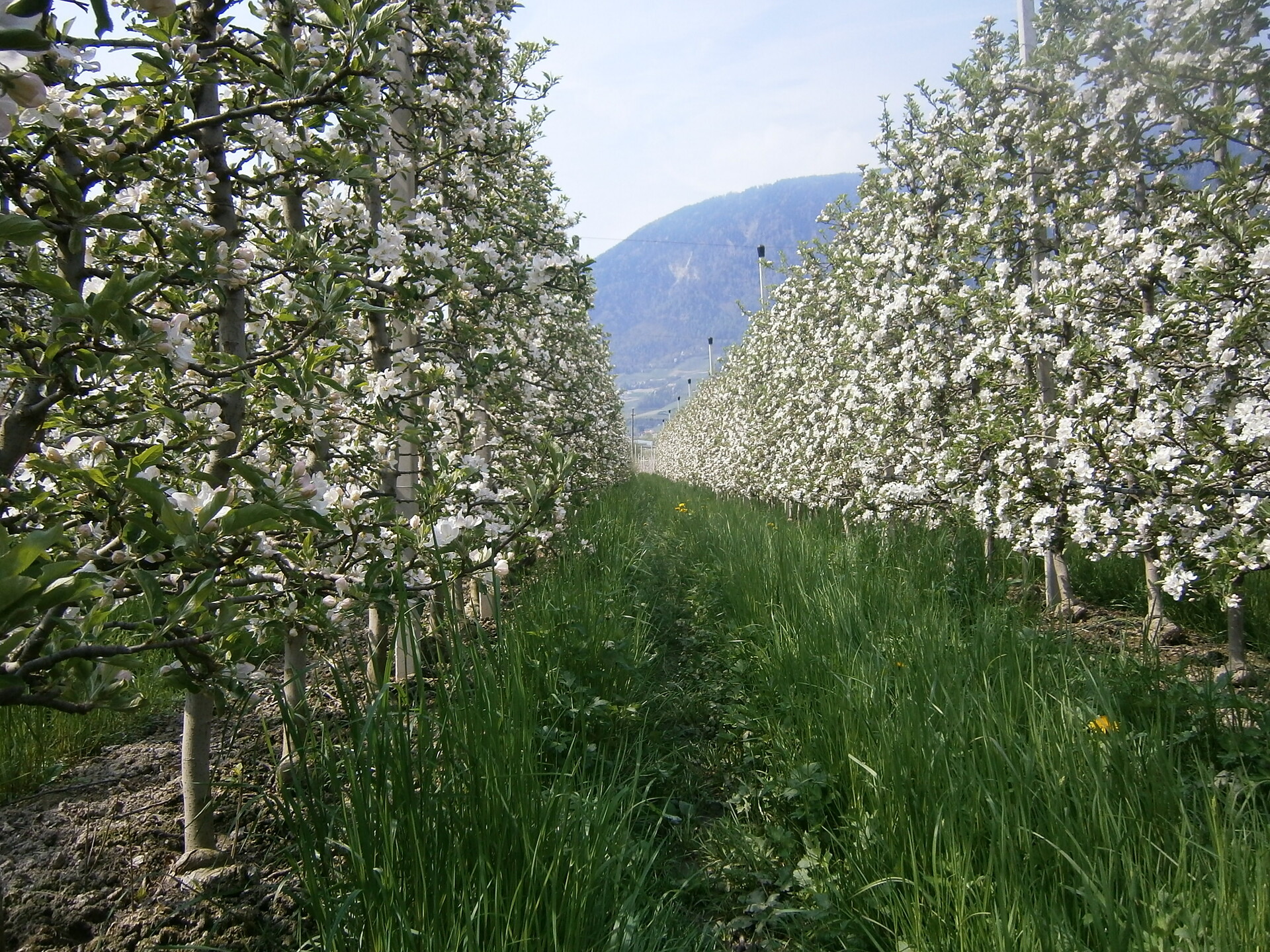 Apfelblüte