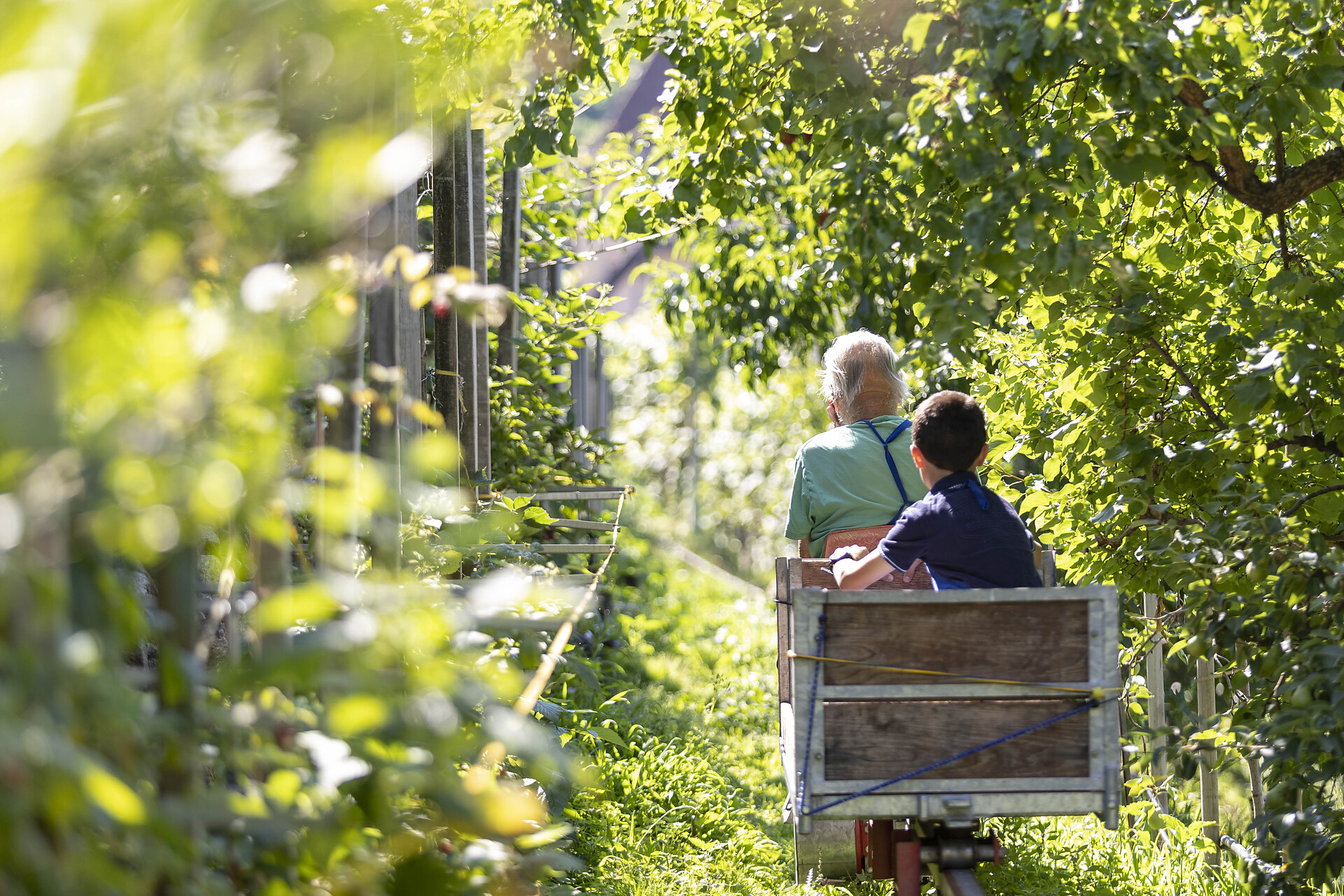 In the vineyard