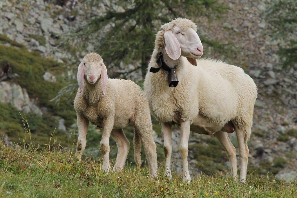 Urlaub auf dem Bauernhof, Rauchegg, Ultental, Südtirol