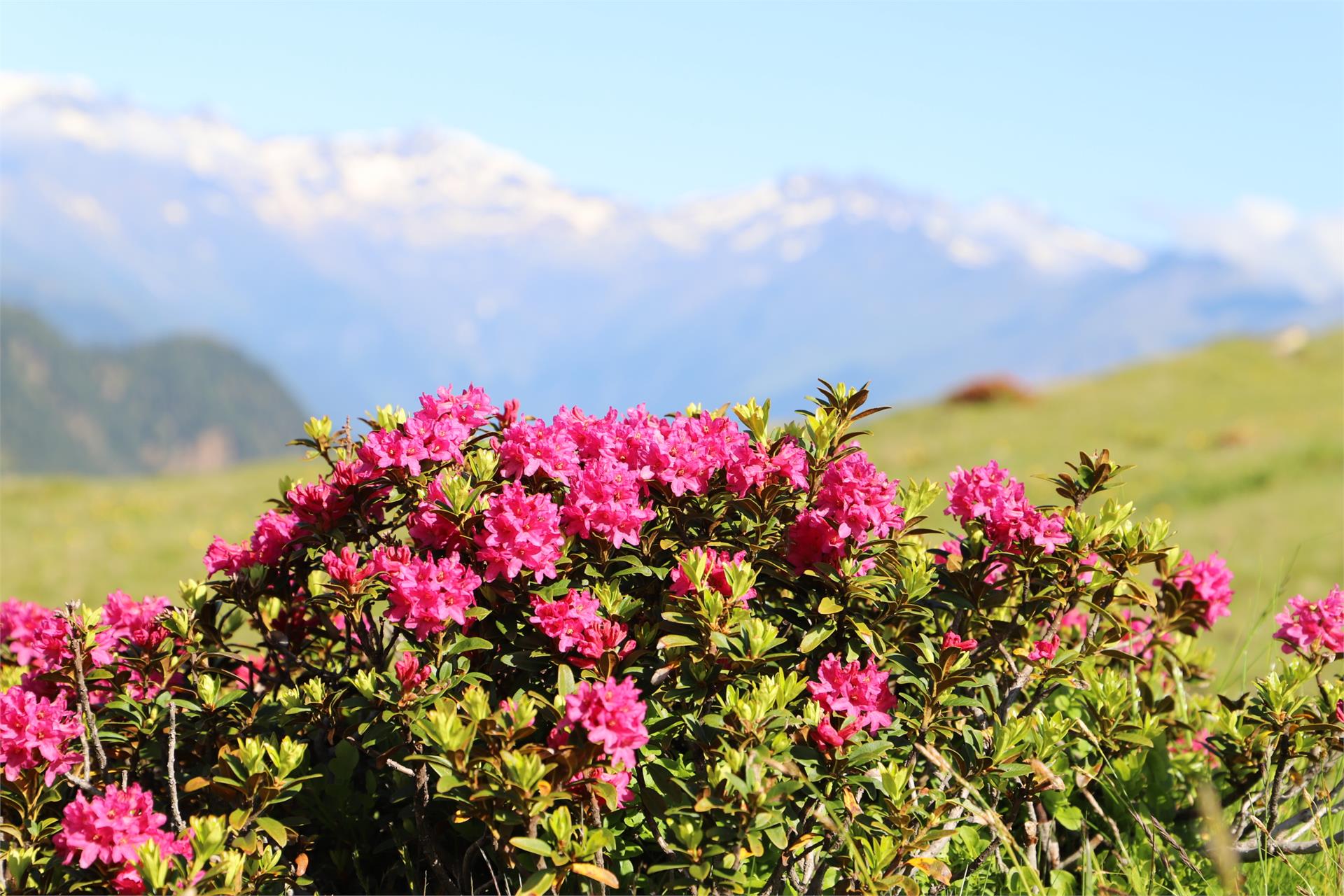Residence Alpenrose Brixen 11 suedtirol.info