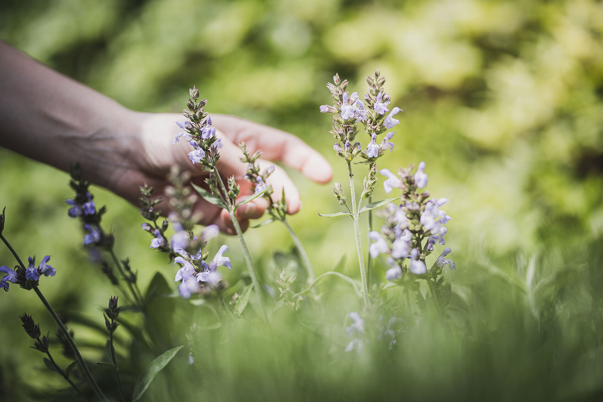 Orticello con erbe aromatiche