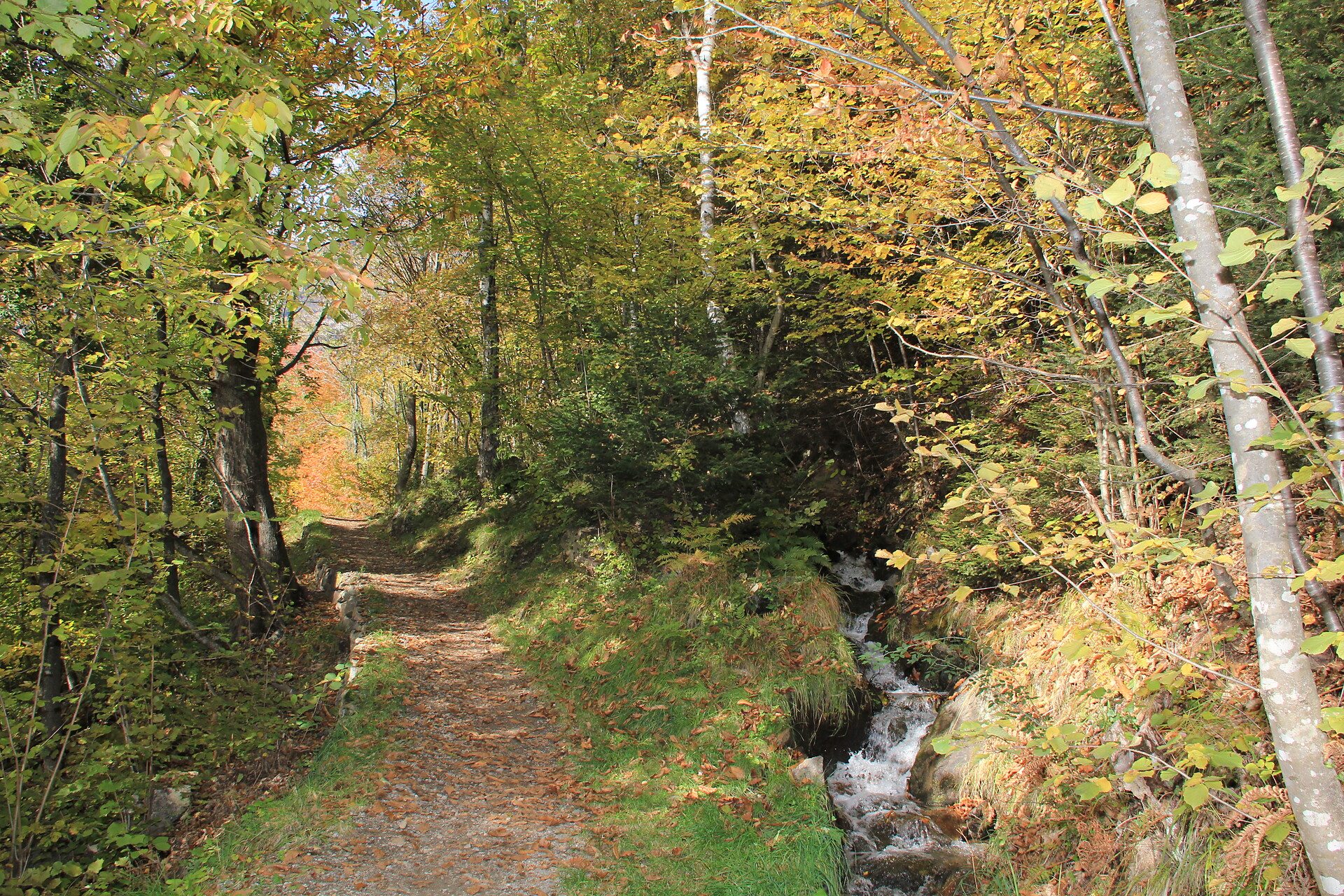 irrigation path