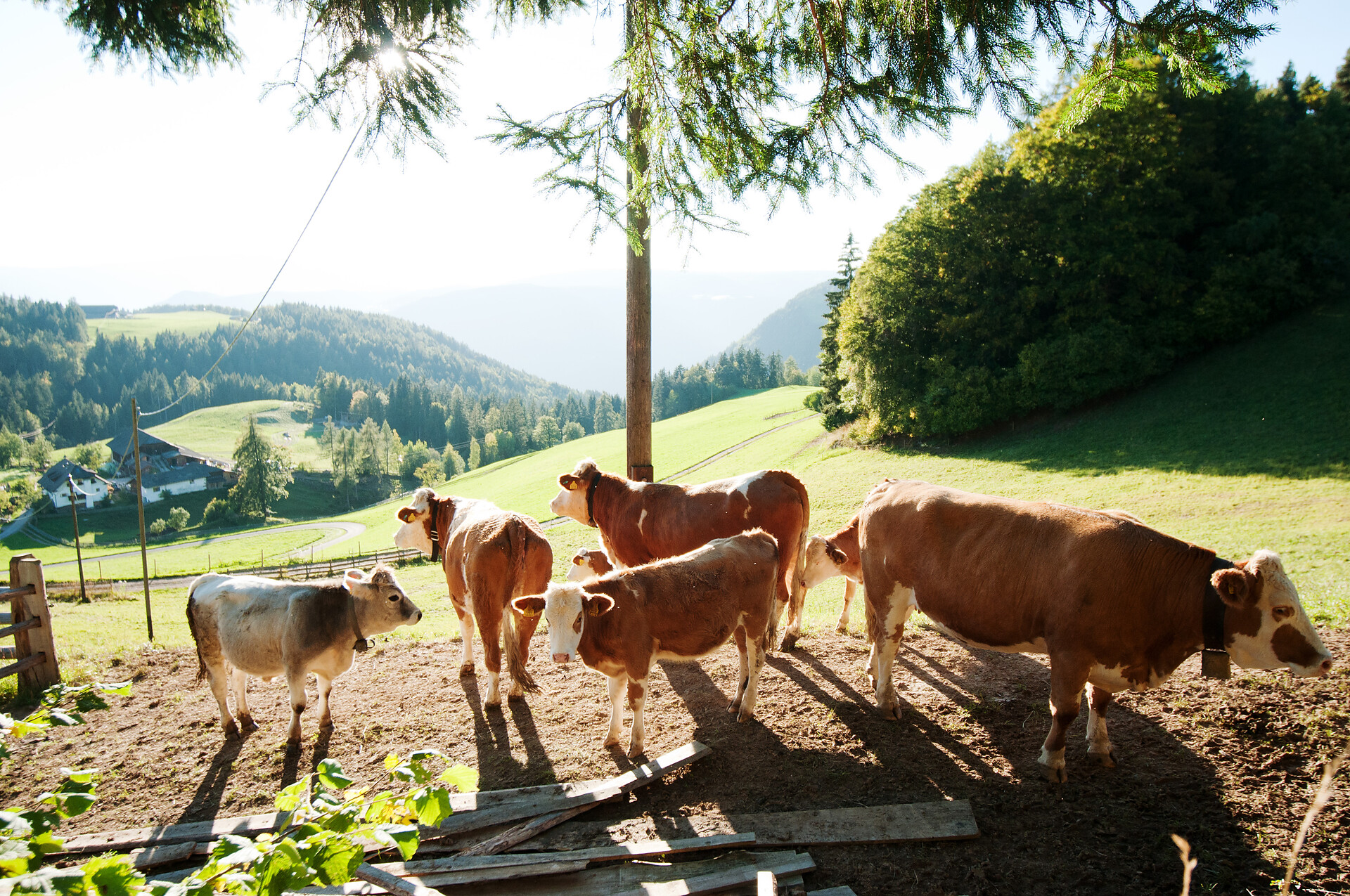 Ronacherhof Klobenstein Ritten