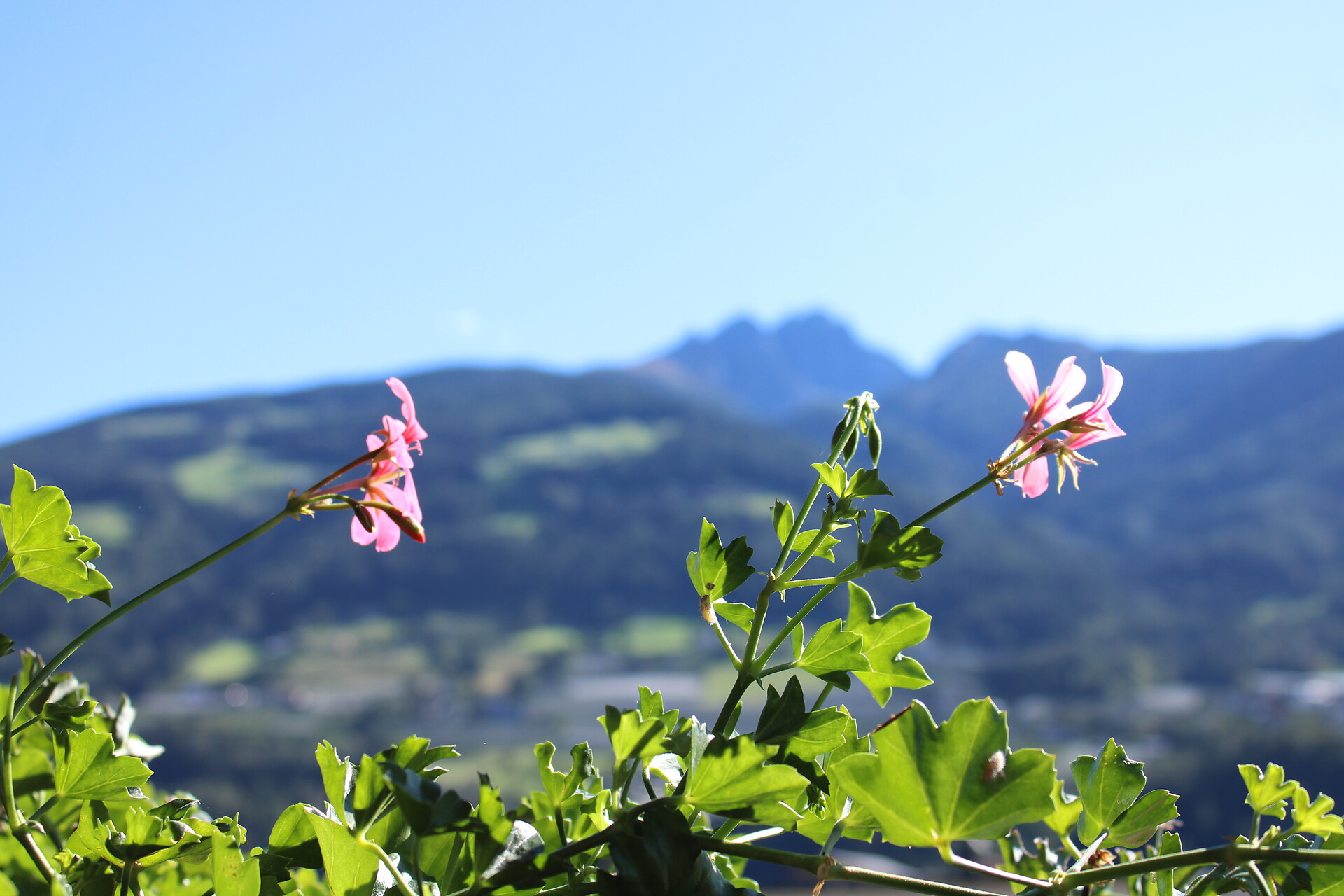 Ausblick von Ferienwohnung Nr. 4 und 5