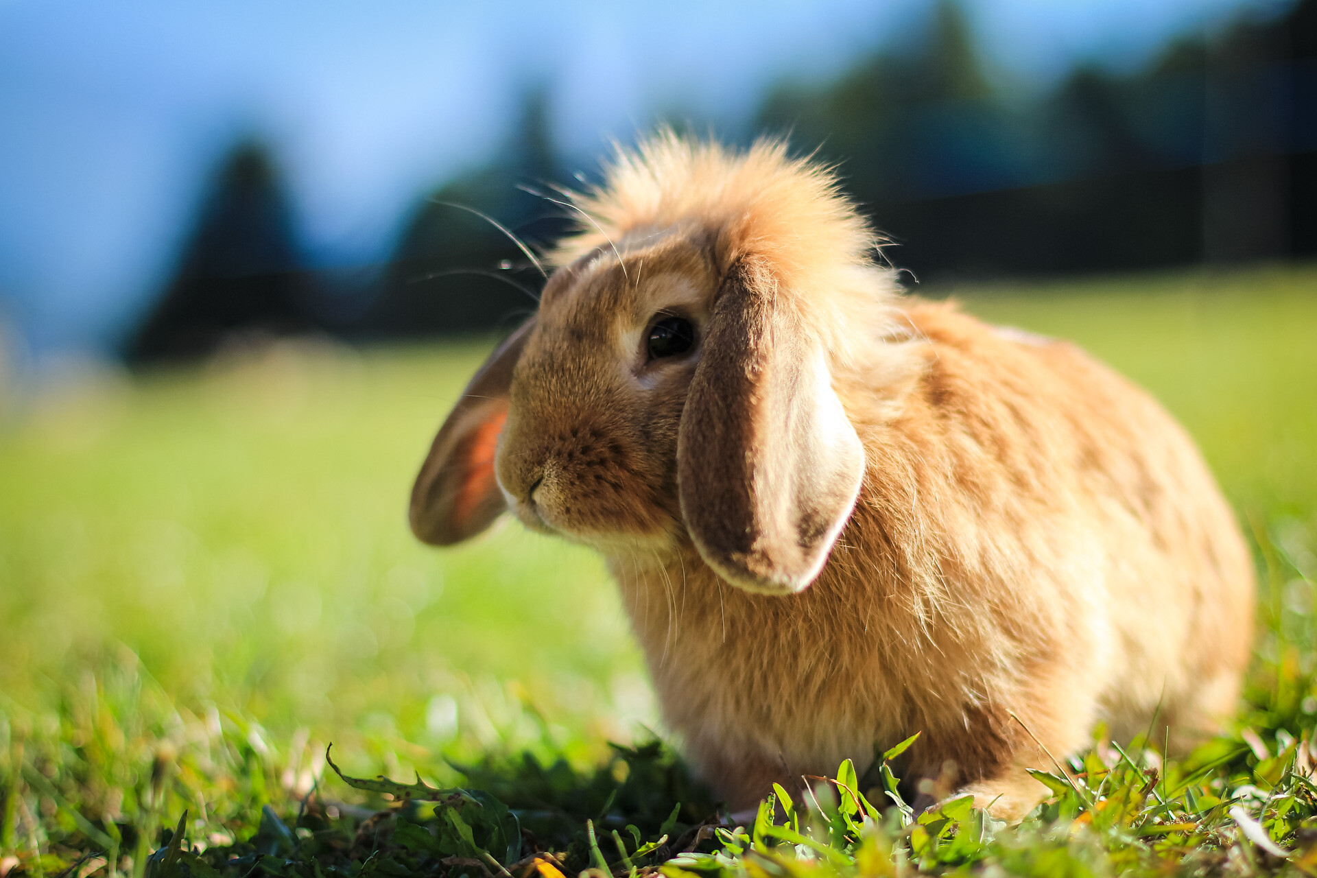 Residence Speckerhof Hase