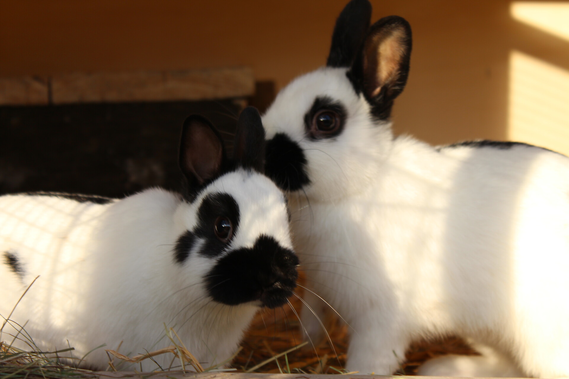 Unsere Zwergkaninchen Maxi und Schnuffi