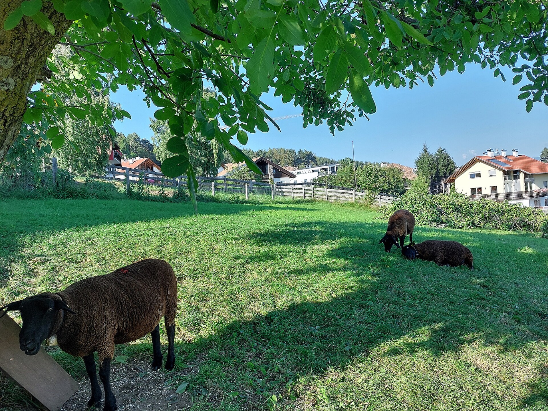 Schafe bei Residence Edelweiss