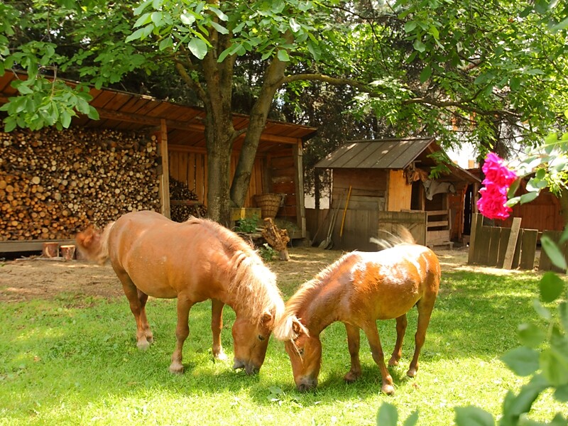 Horses