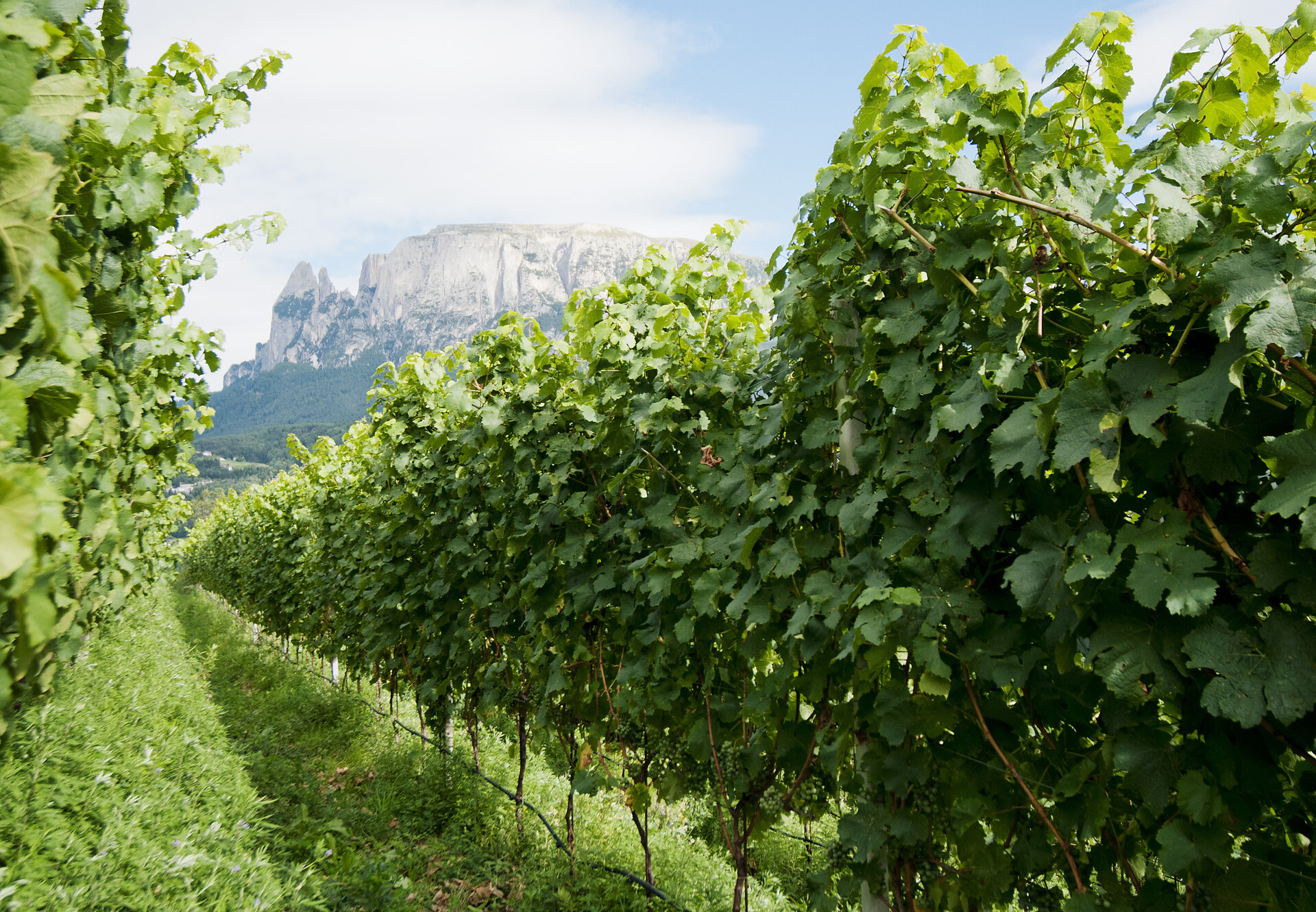 Dolomiti