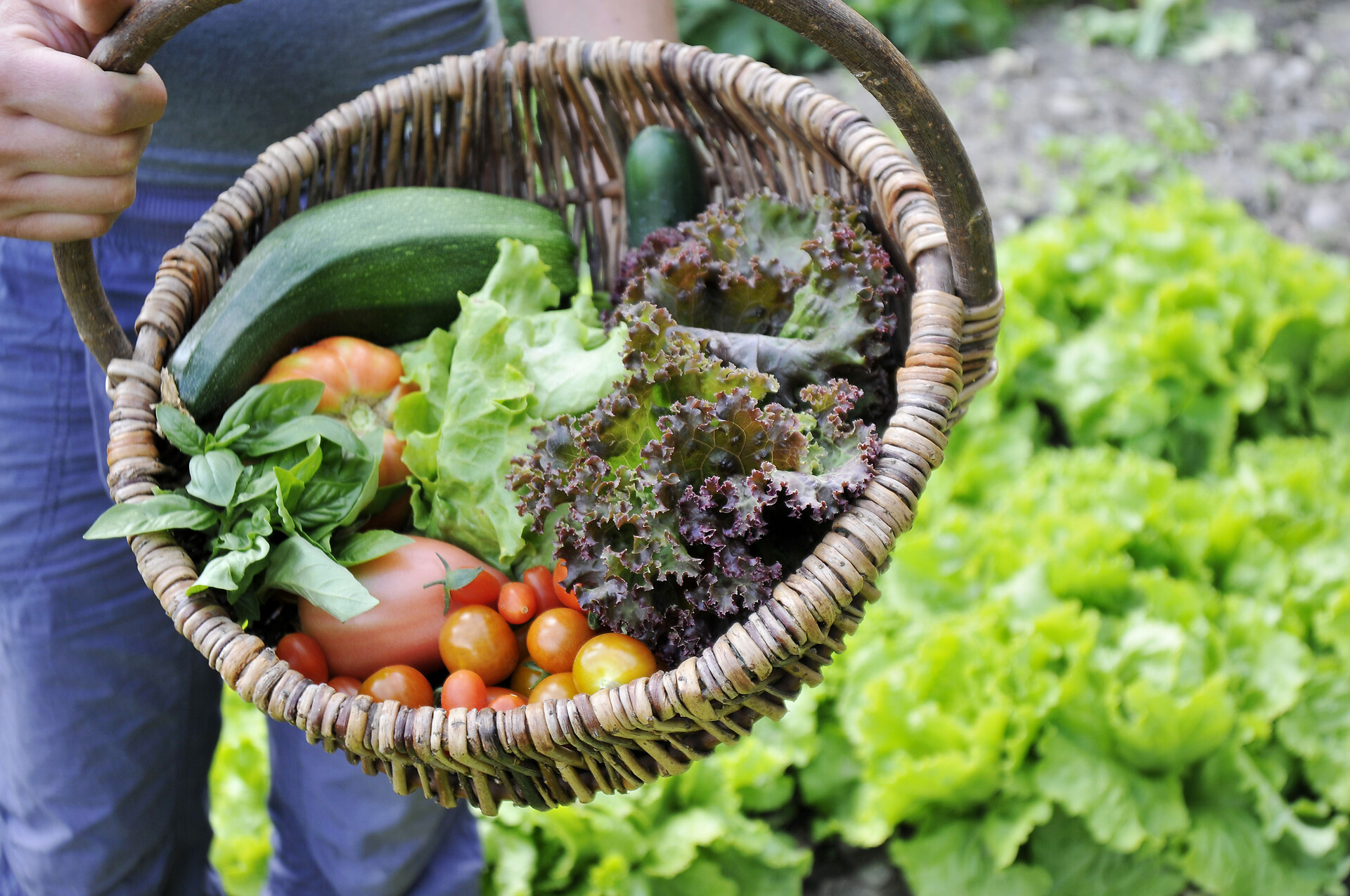 Verdura dal giardino