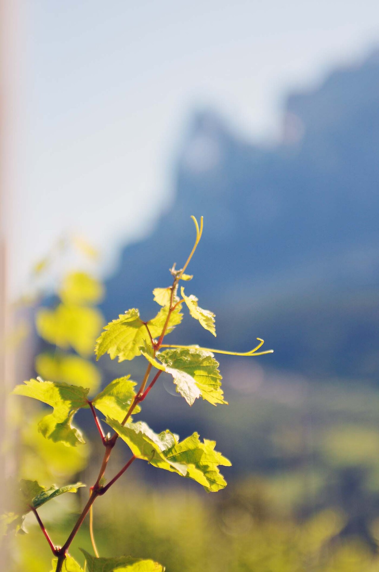 Riesling