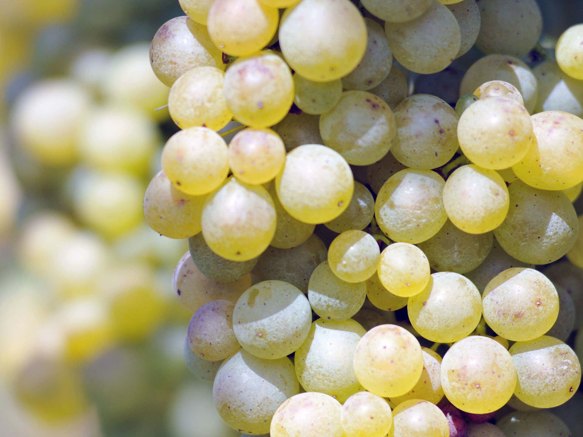 Müller Thurgau