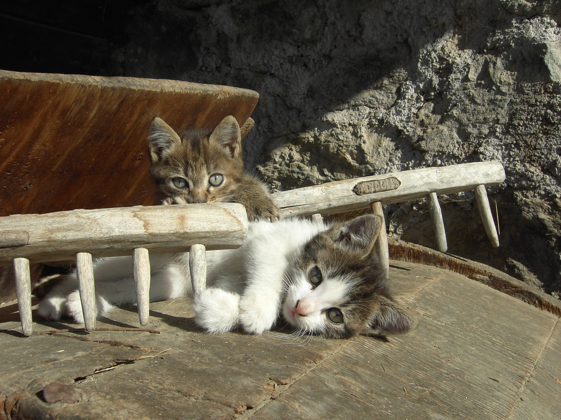 Katzen