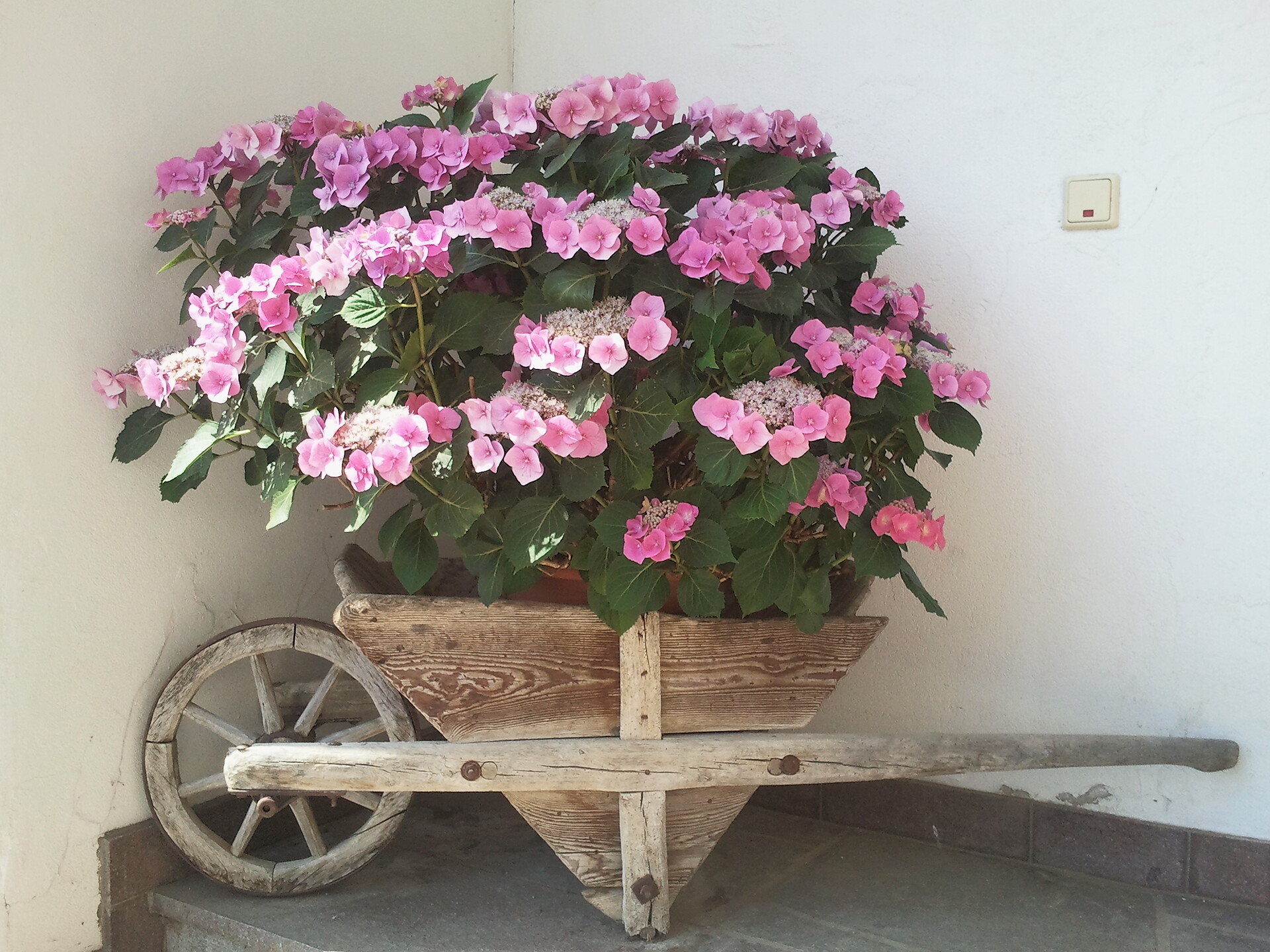 Blumen
