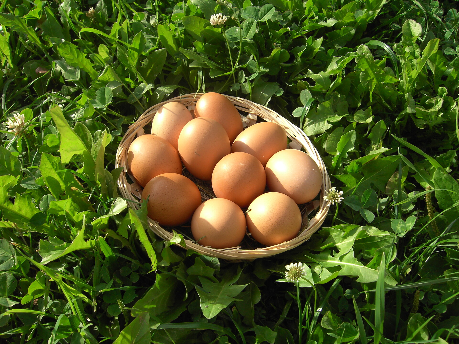 Eier