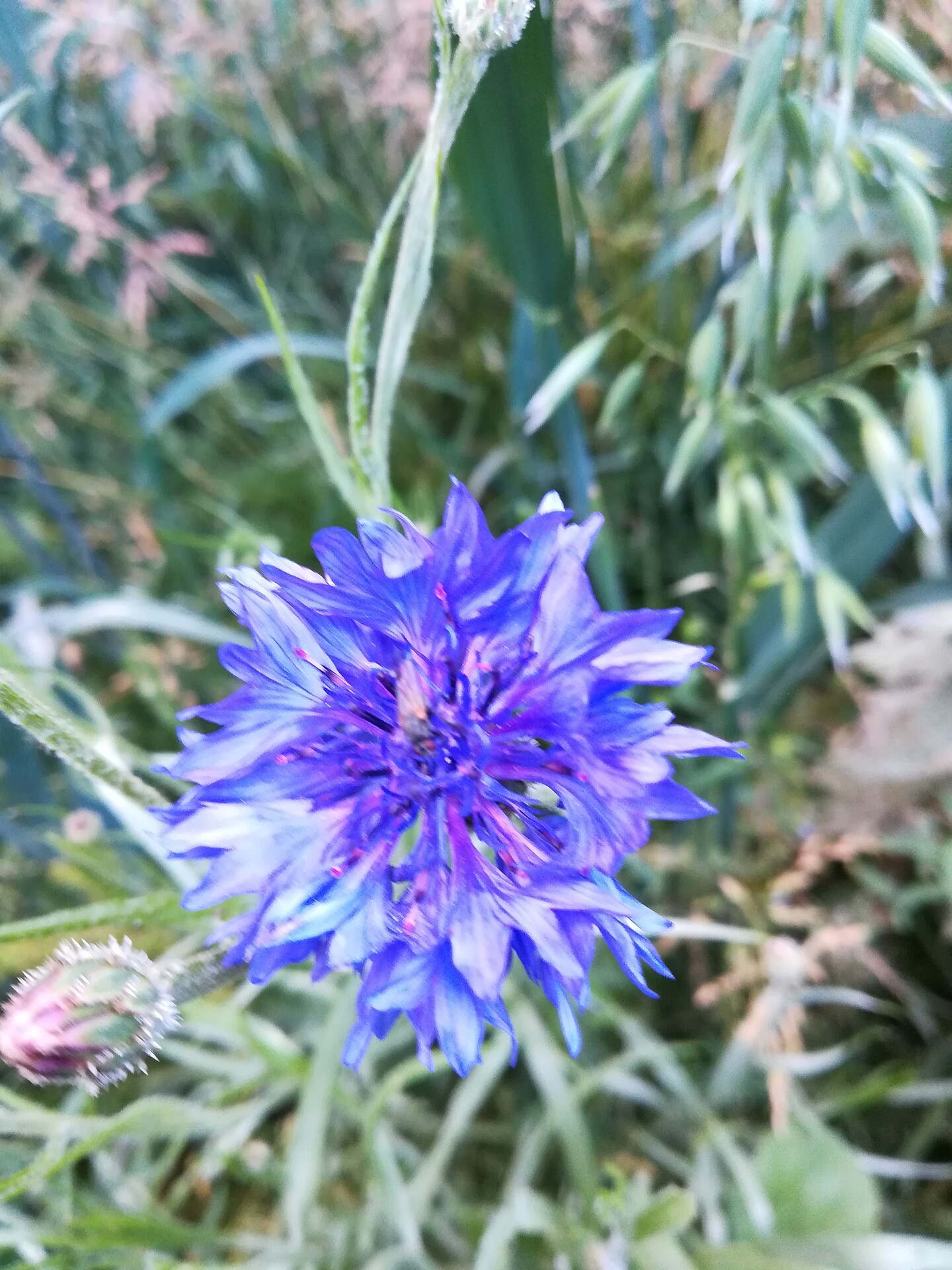Blumen