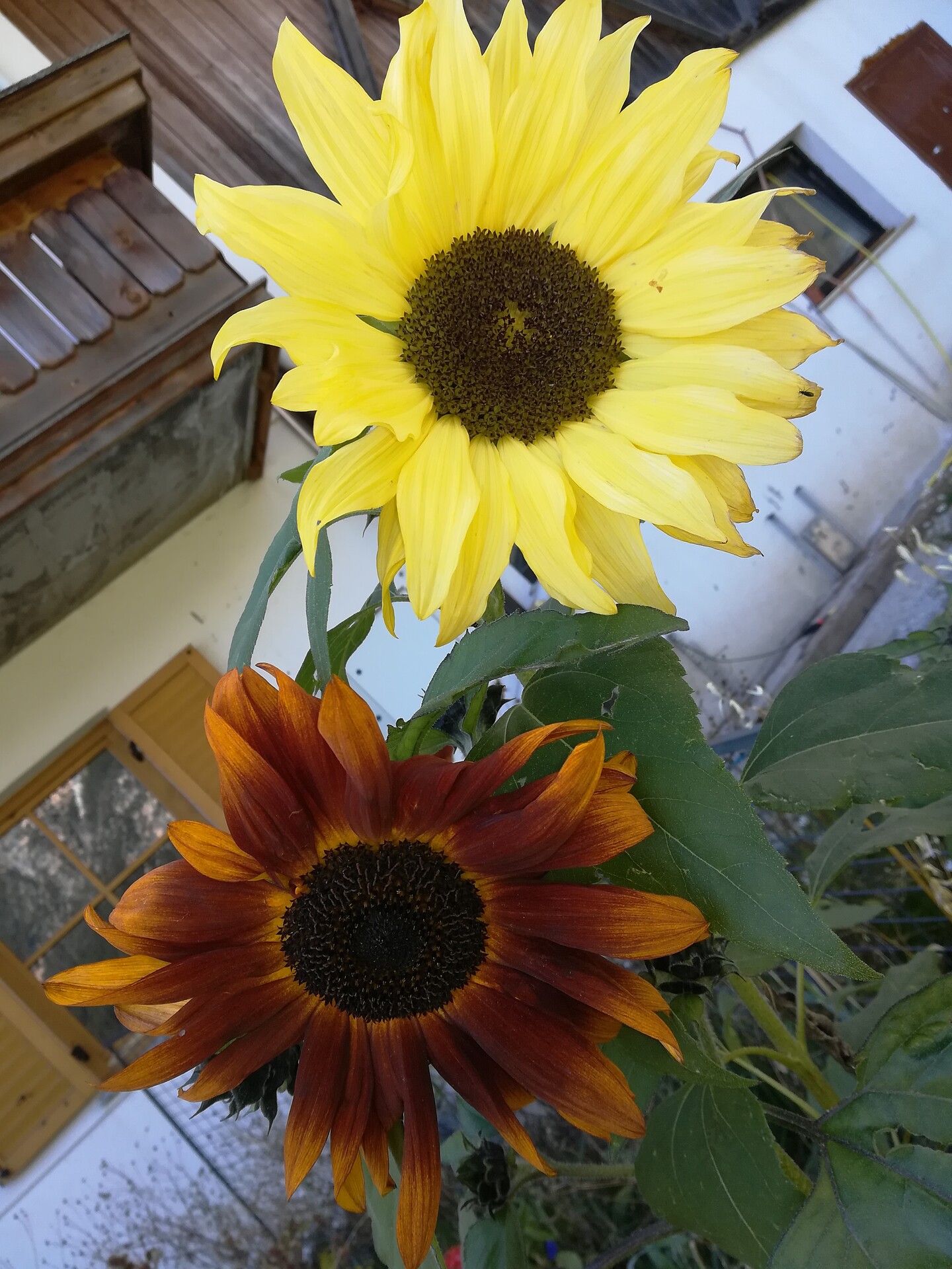 Sonnenblume