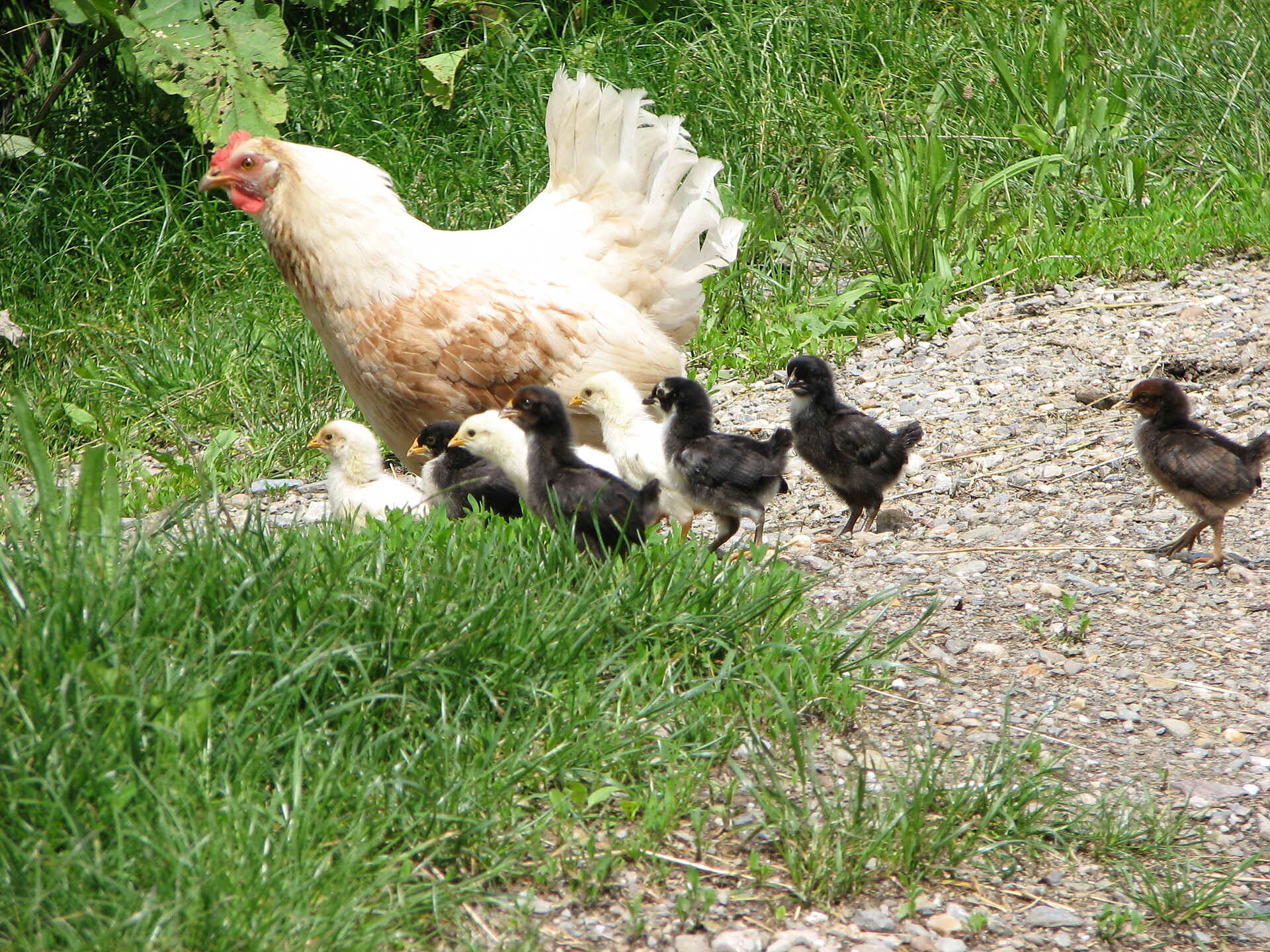 Hen